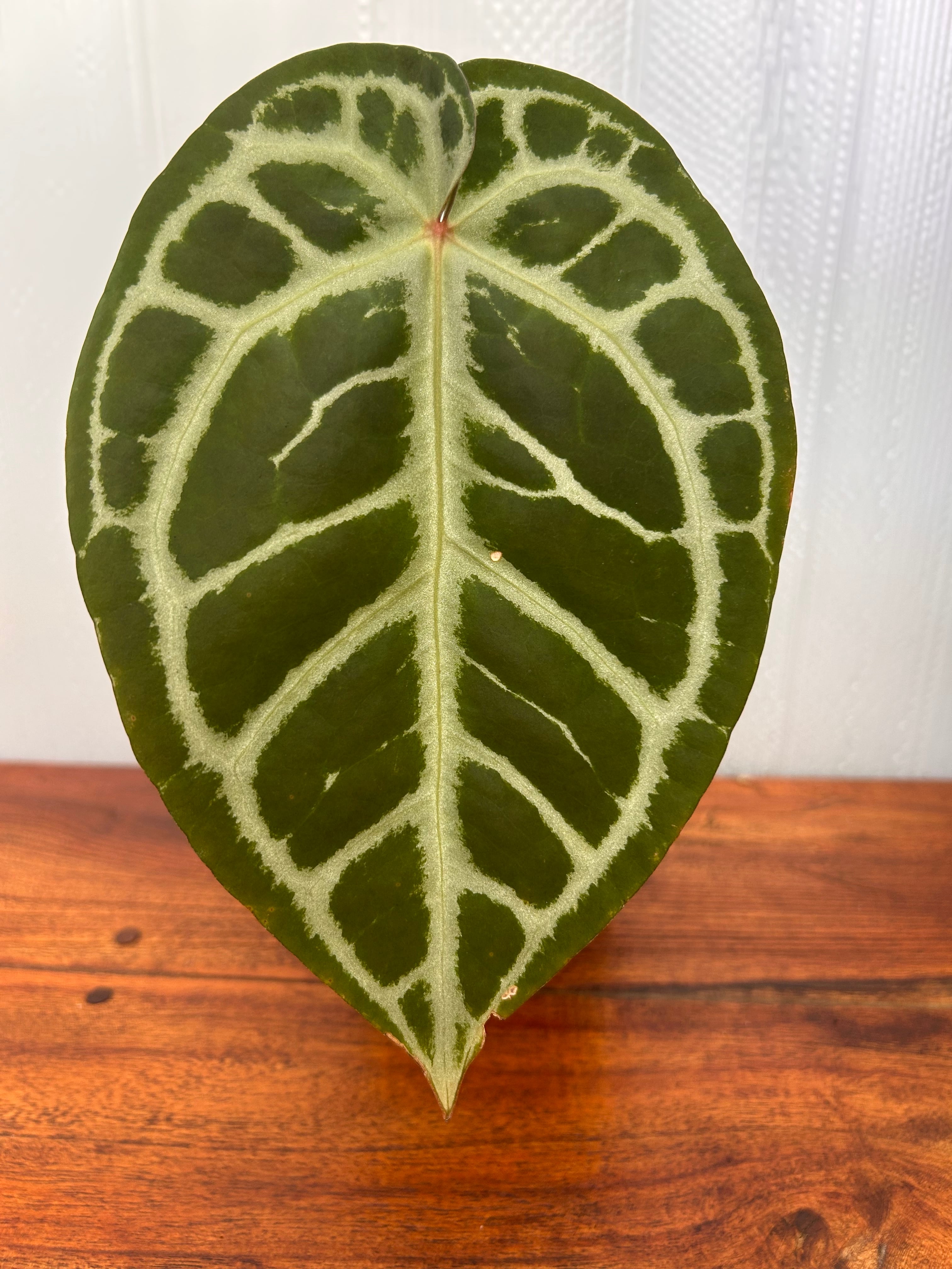 Anthurium | BALI-AN 園芸