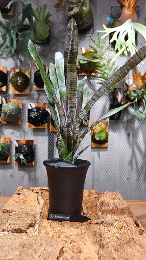 Aechmea Panthom【artPLANTs/PLANTSGARAGE 】タンクブロメリア#エクメア