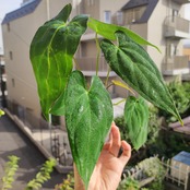 Anthurium Ace of spades × Papillilaminum / アンスリウム エースオブスペード×パピリラミナム