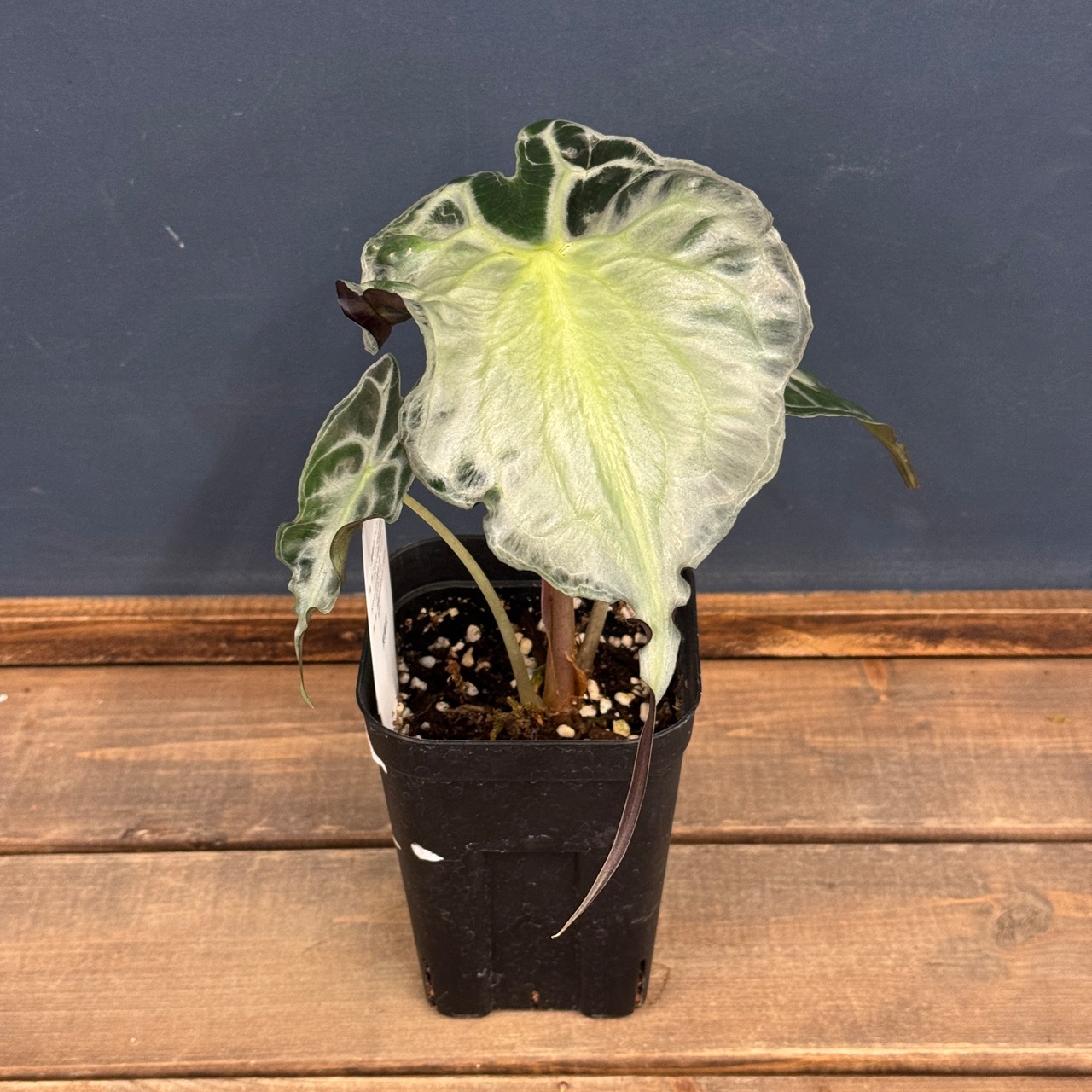 アロカシア　ヴェノム【247】