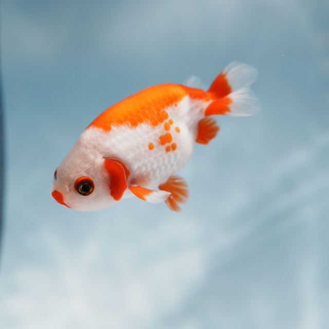 紅葉らんちゅう d 極光金魚展 紅葉らんちゅう d 極光金魚展