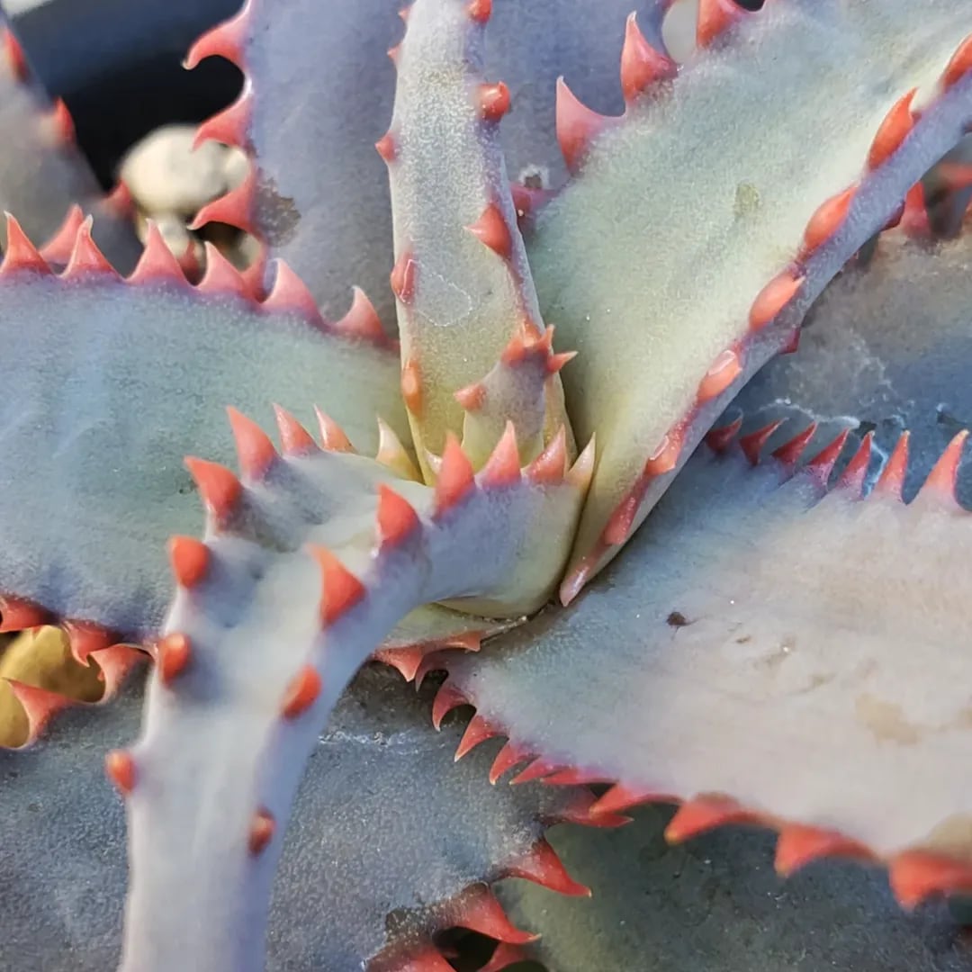F00356_Aloe 'Chiristmas Carol' x castilloniae：アロエ