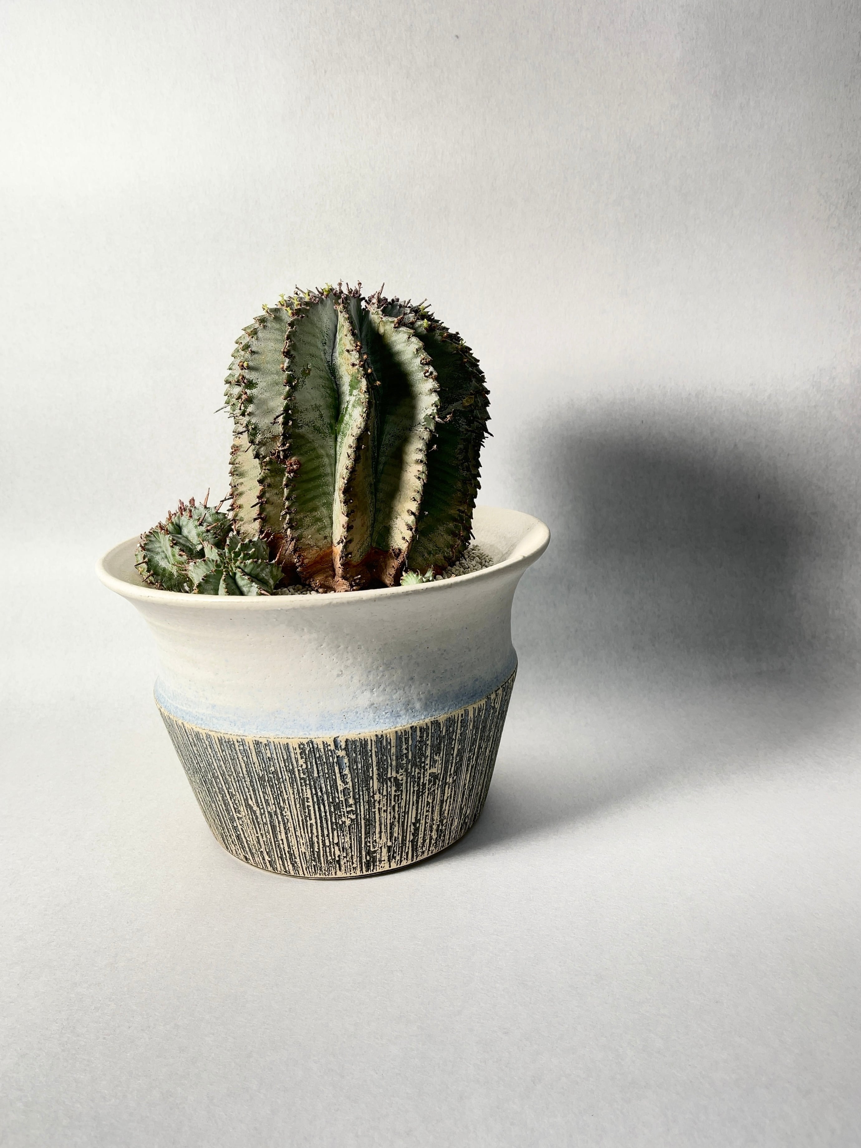 ユーフォルビア・ホリダ | trigger