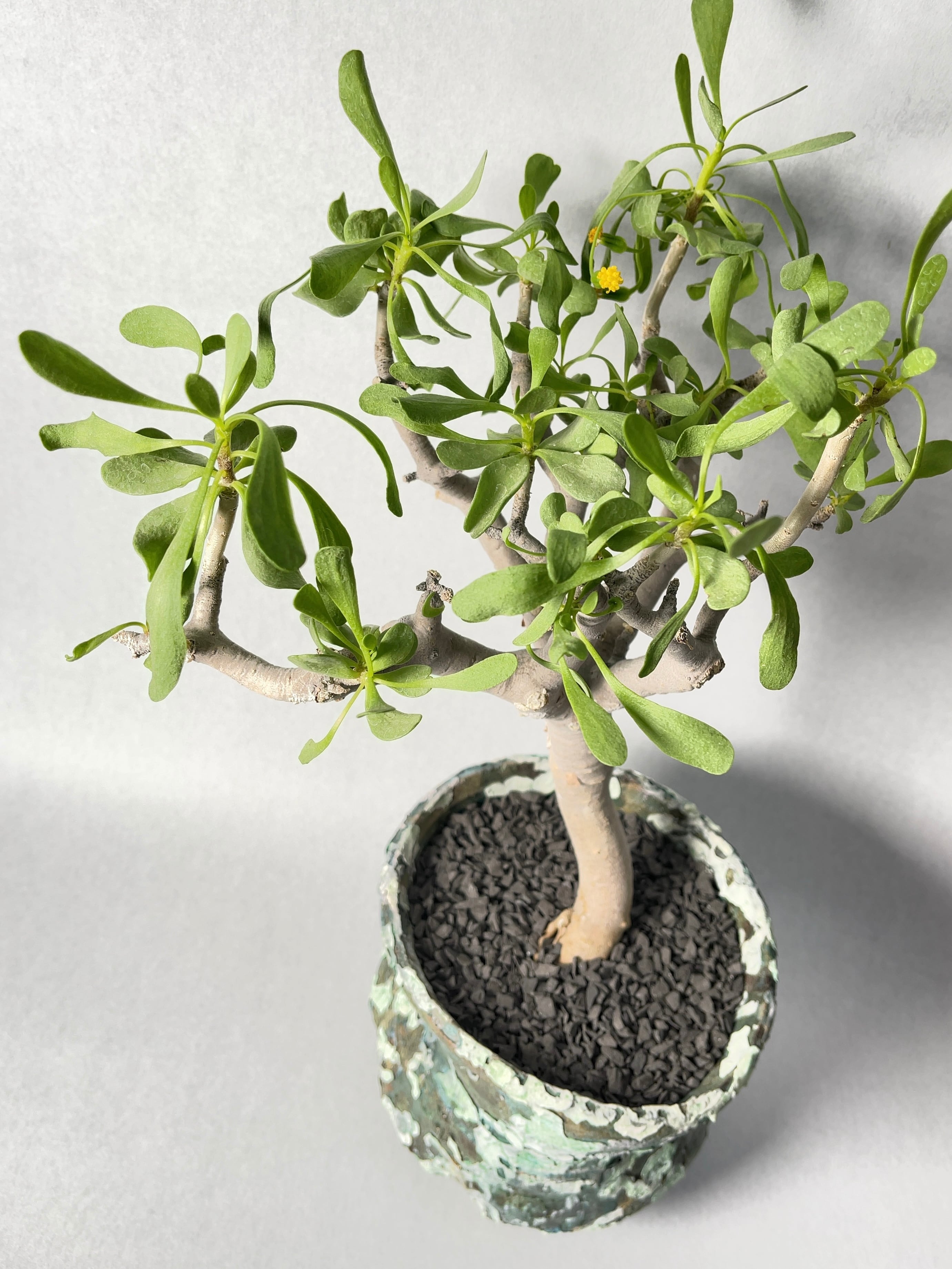 オトンナ・フルカタ | trigger