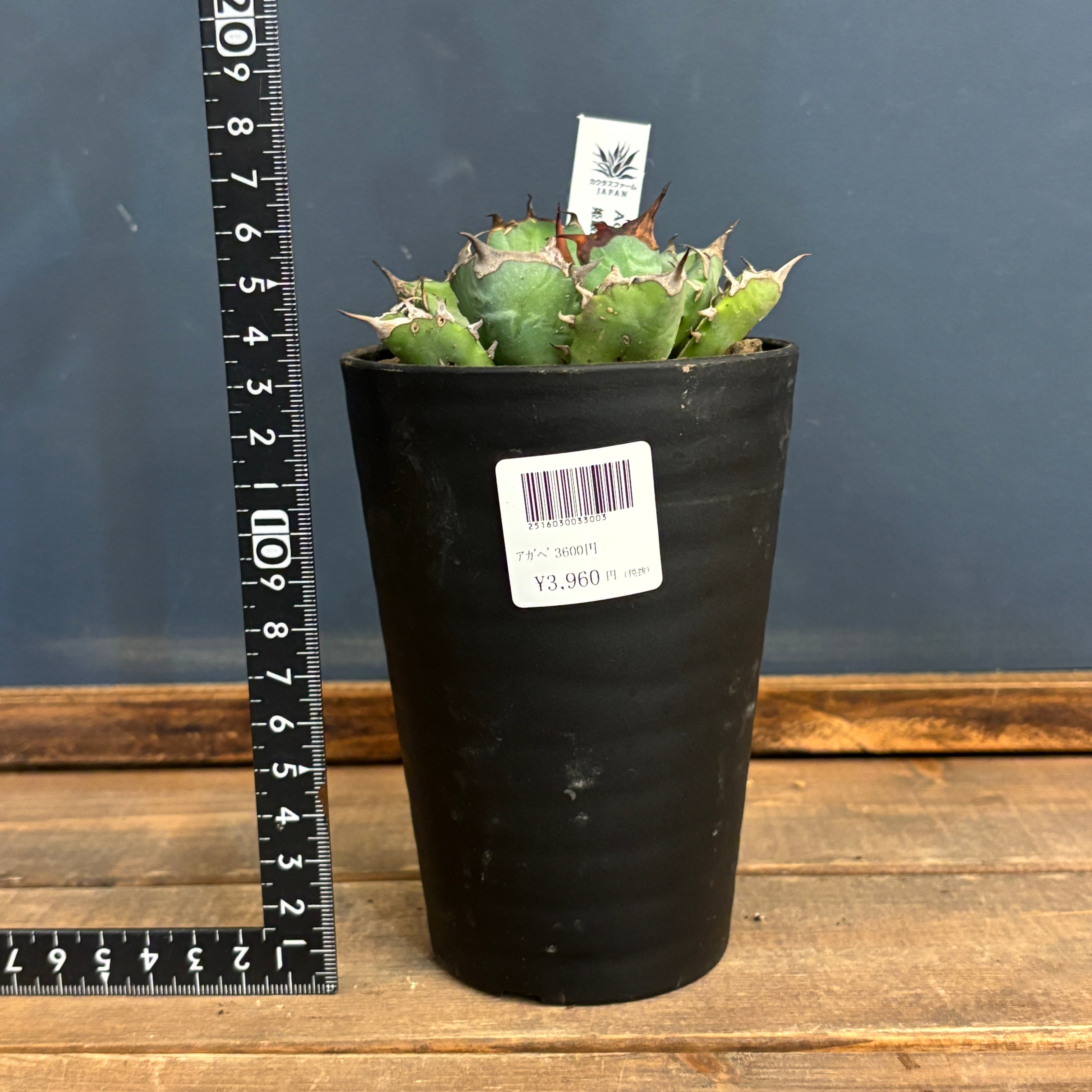 アガベ チタノタ 姫厳竜【688】 | PROTOLEAF プロトリーフ