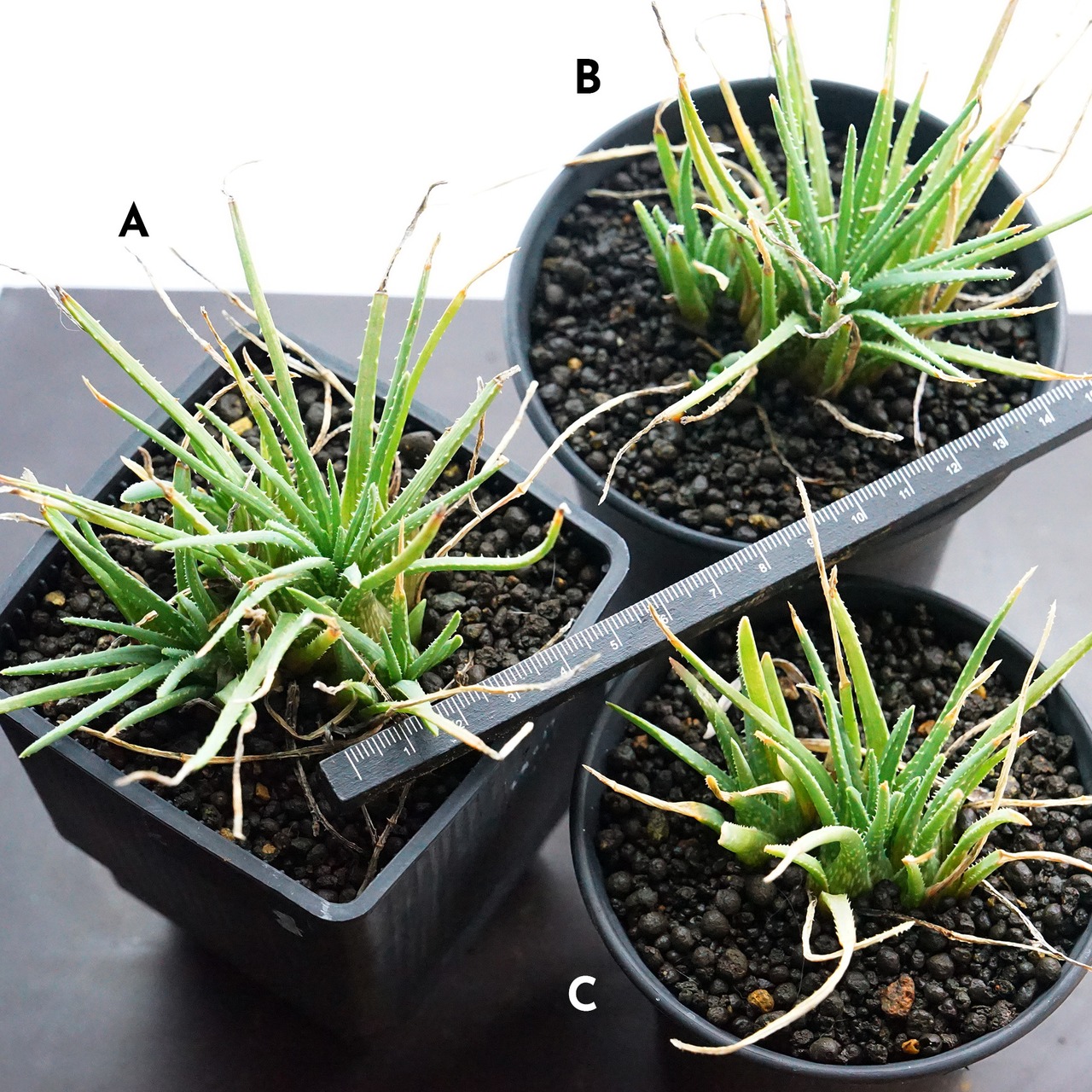 選べる抜き苗 ボウィエア 2～4頭群生 Aloe bowiea