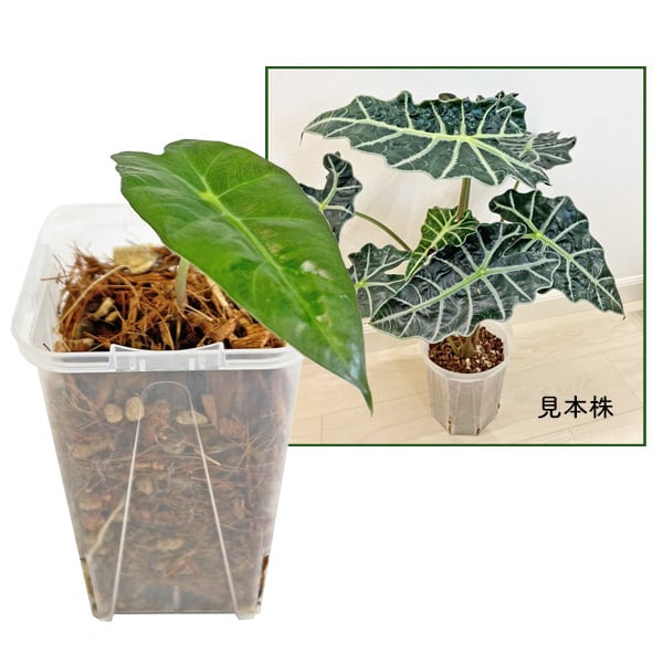 多肉植物 アエオニウム 孔雀白錦 美苗 #孔3 | Pay ID