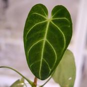 アンスリウム・レガレ│Anthurium Regale㉔│観葉植物