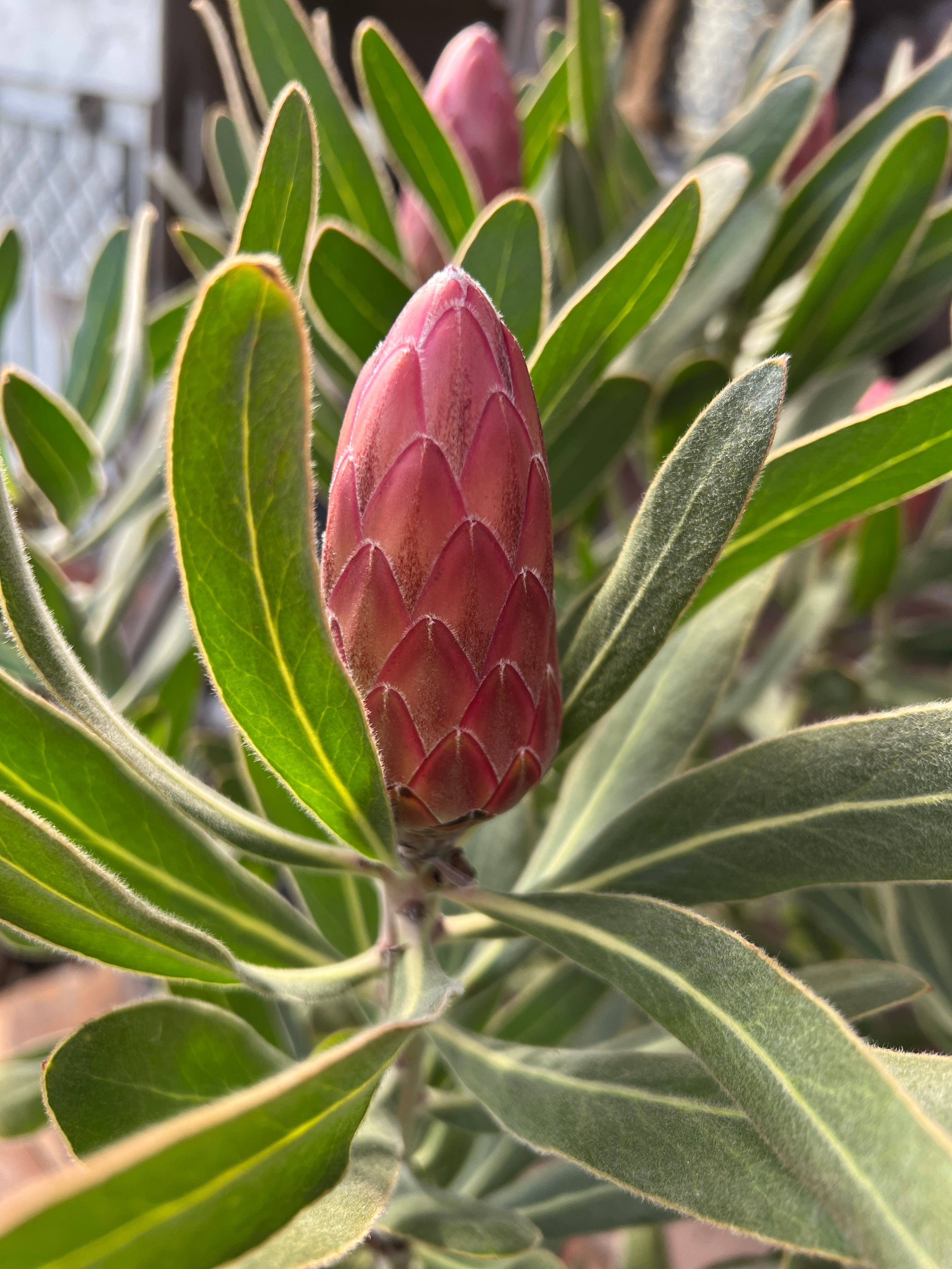 プロテア スペシャルピンクアイス 花:7個 | 沼ノ上農園