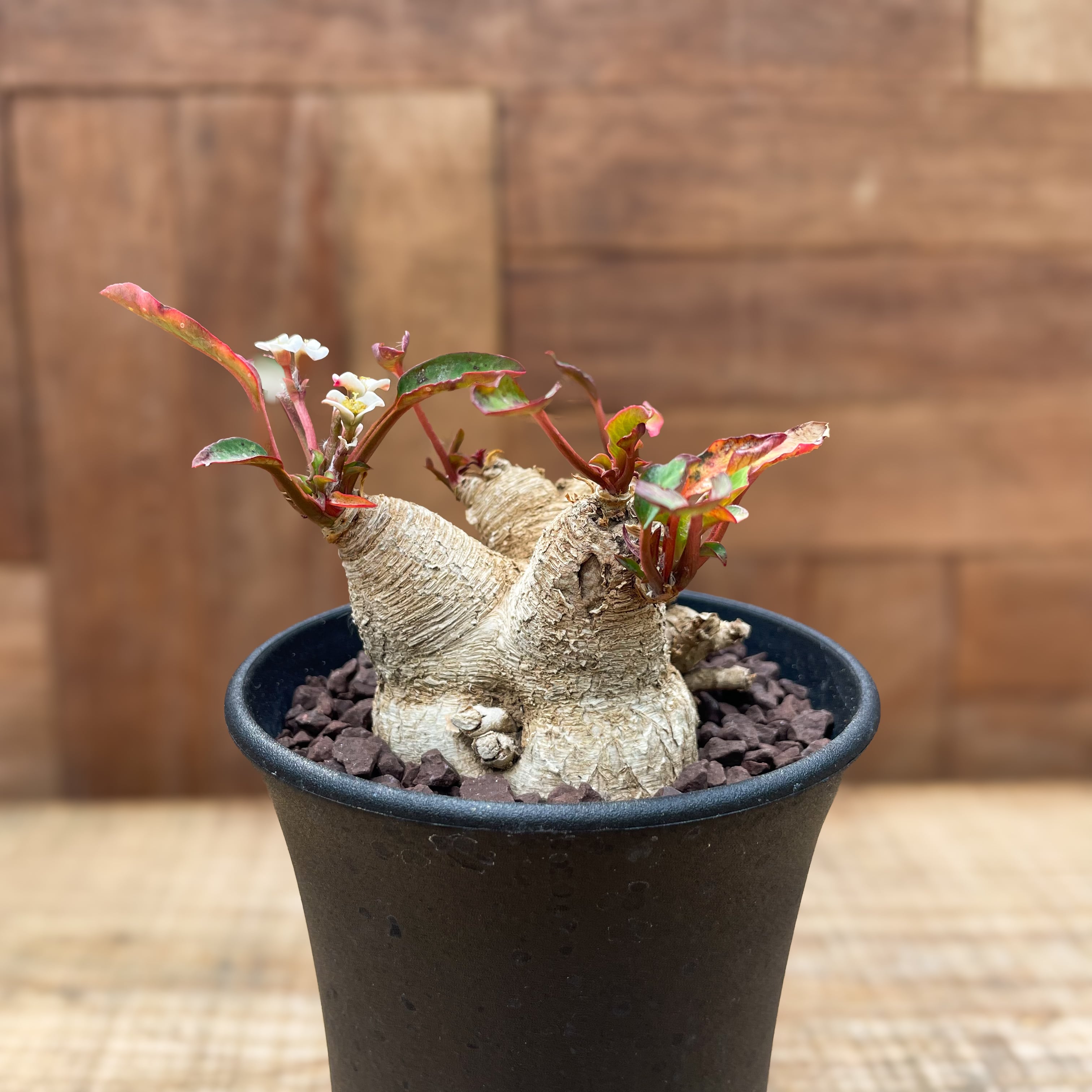 Euphorbia spannringii【ユーフォルビア・スパンリンギー(フィッシュ  