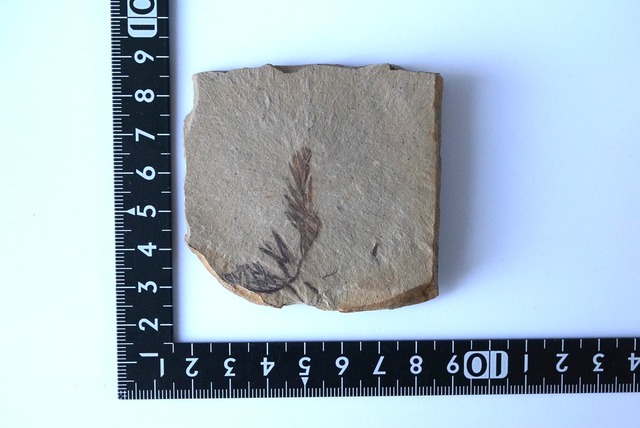 メタセコイア化石 2 Metasequoia sp.