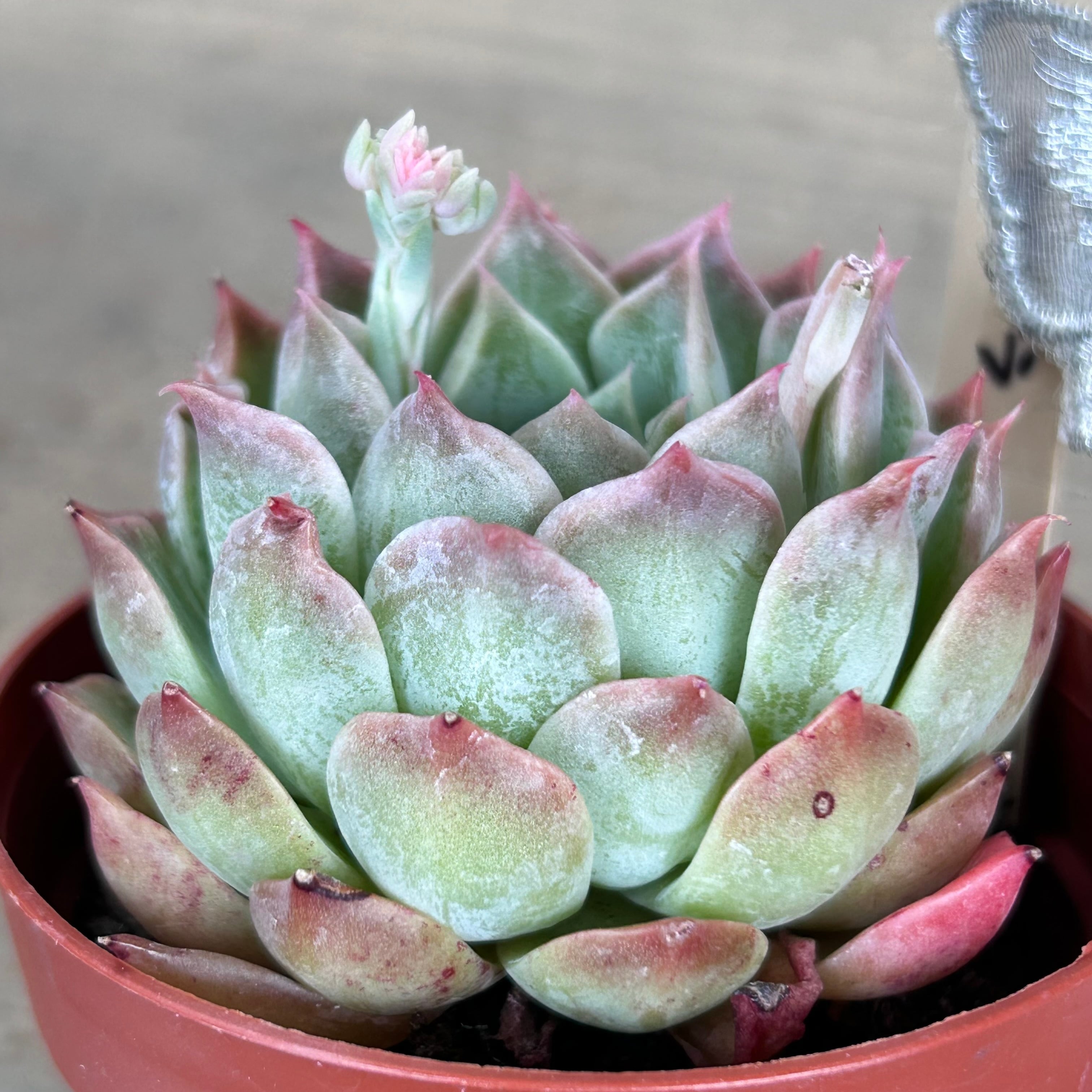 ゼブラ | RuPo 多肉植物専門店