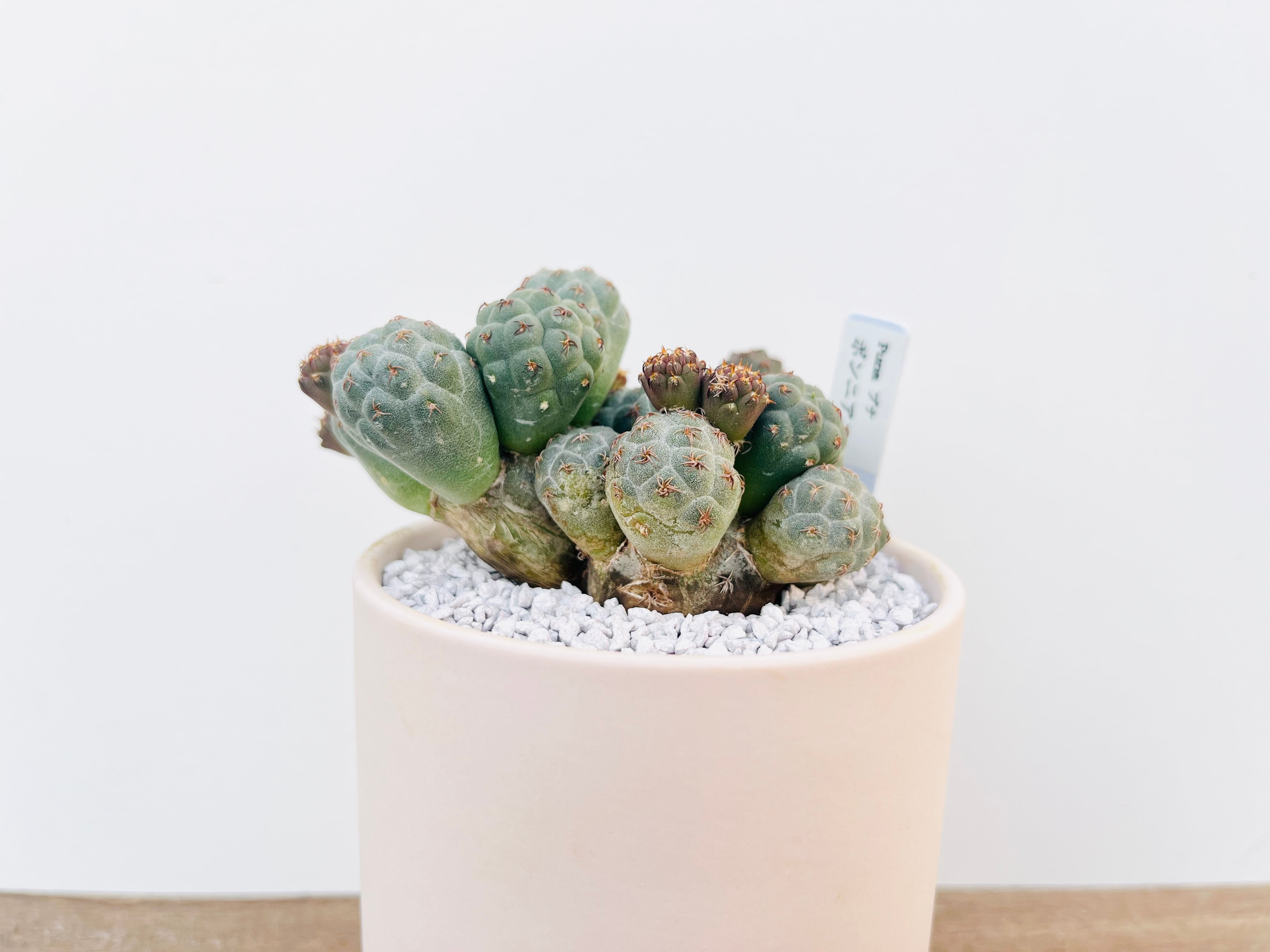 プナ ボンニアエ