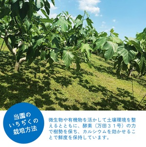 ※訳あってお得です【尾道特産・秋の味覚！しまのいちぢく】5パック