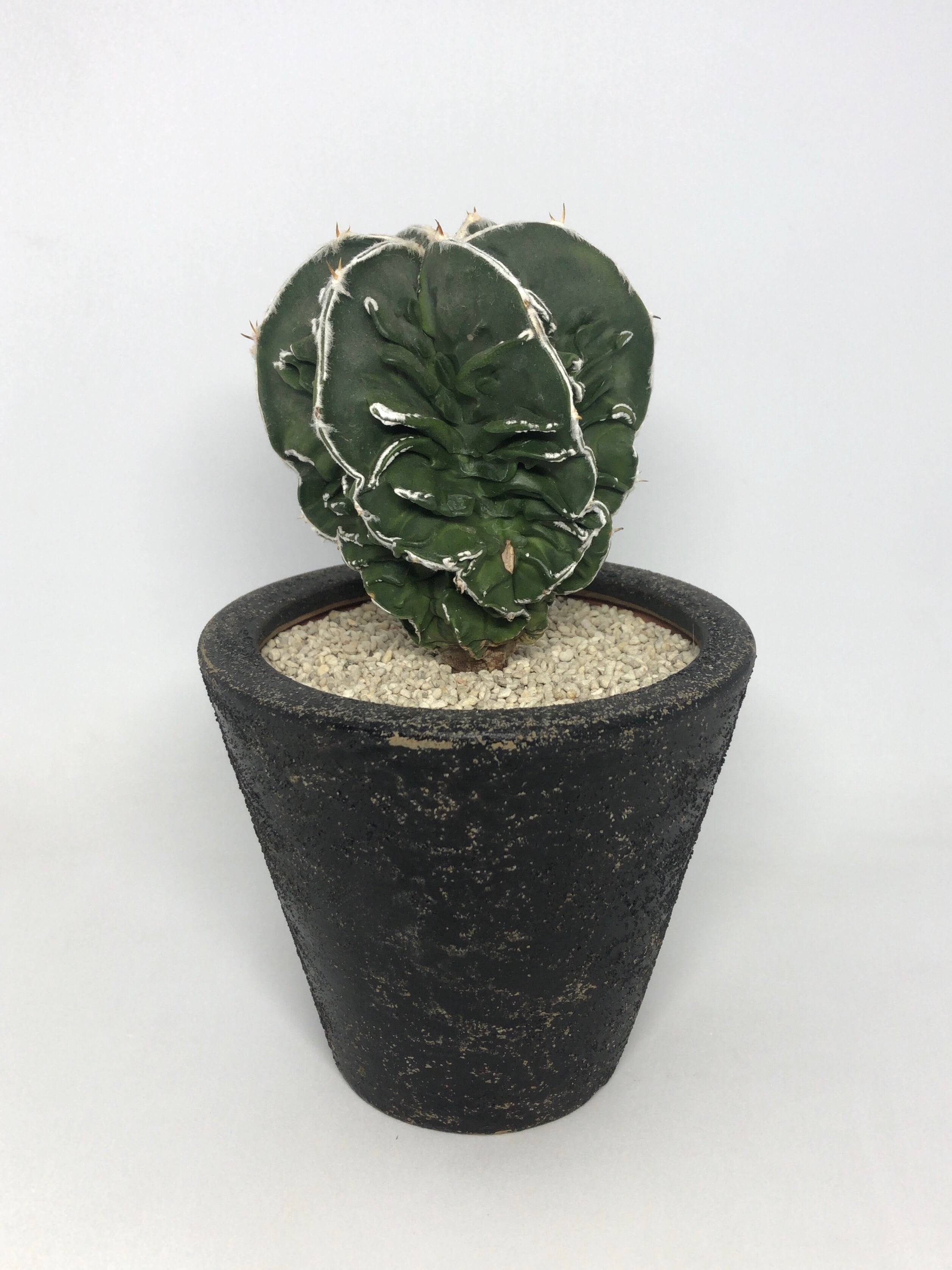 アストロフィツム・螺旋盤石　鉢付き Astrophytum sp. アストロフィツム 盤石 ランポー玉 サボテン