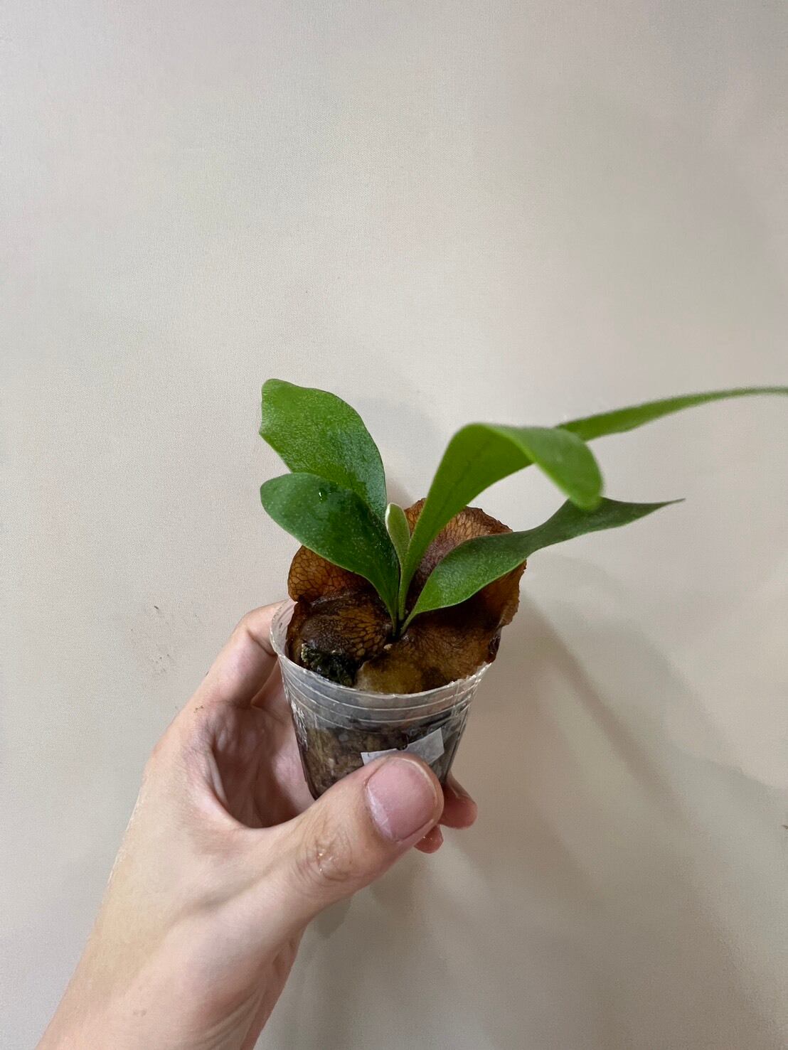 ビカクシダ】P.bifurcatum cv.Popcorn （TC）ビフルカツム