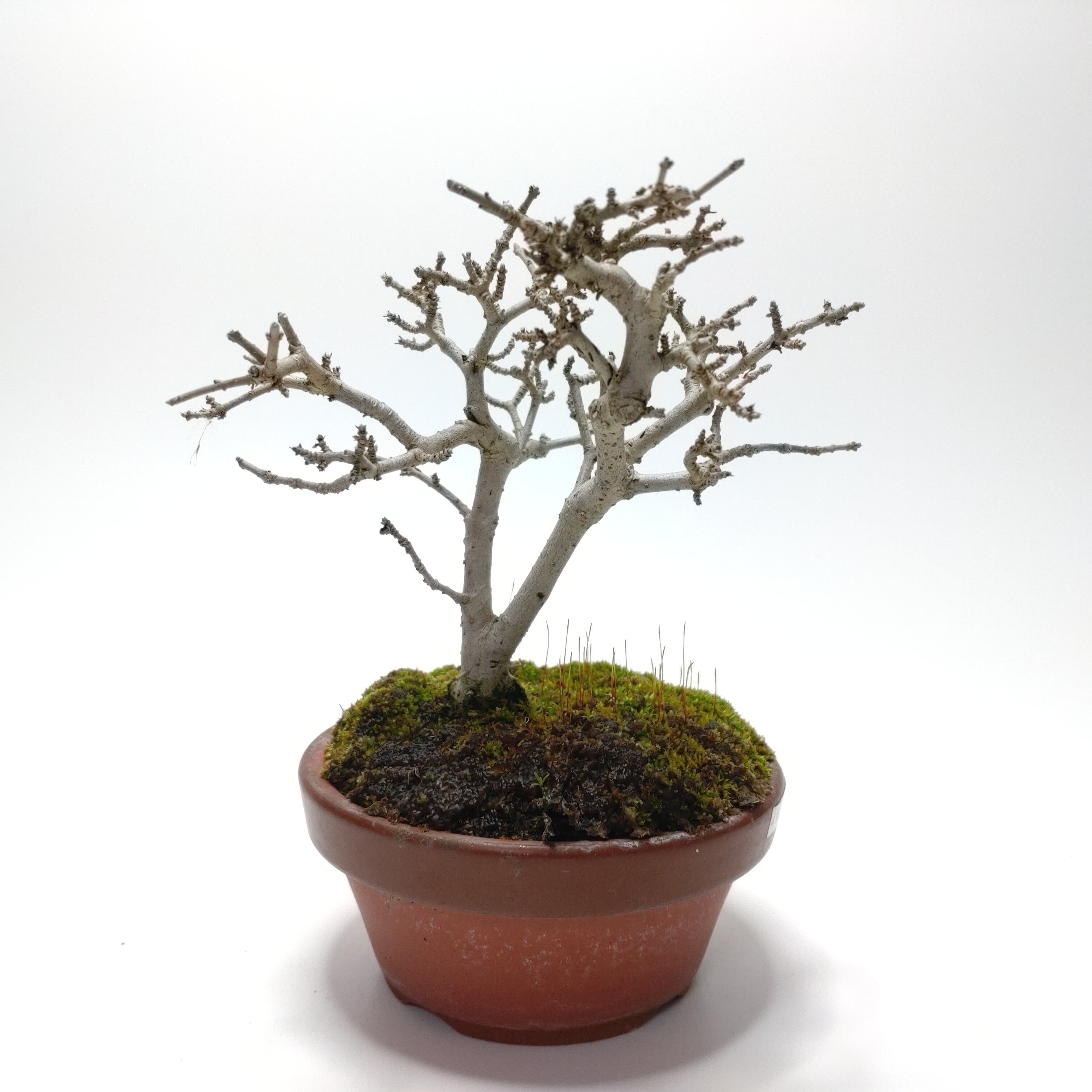 ヤマコウバシ盆栽 SS016 | 盆栽創【Bonsaisou】