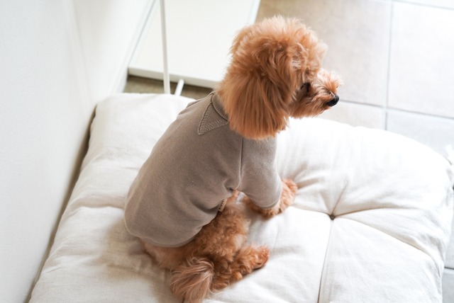 【ミニ裏毛 ニュアンスカラー フーディー 】全6色