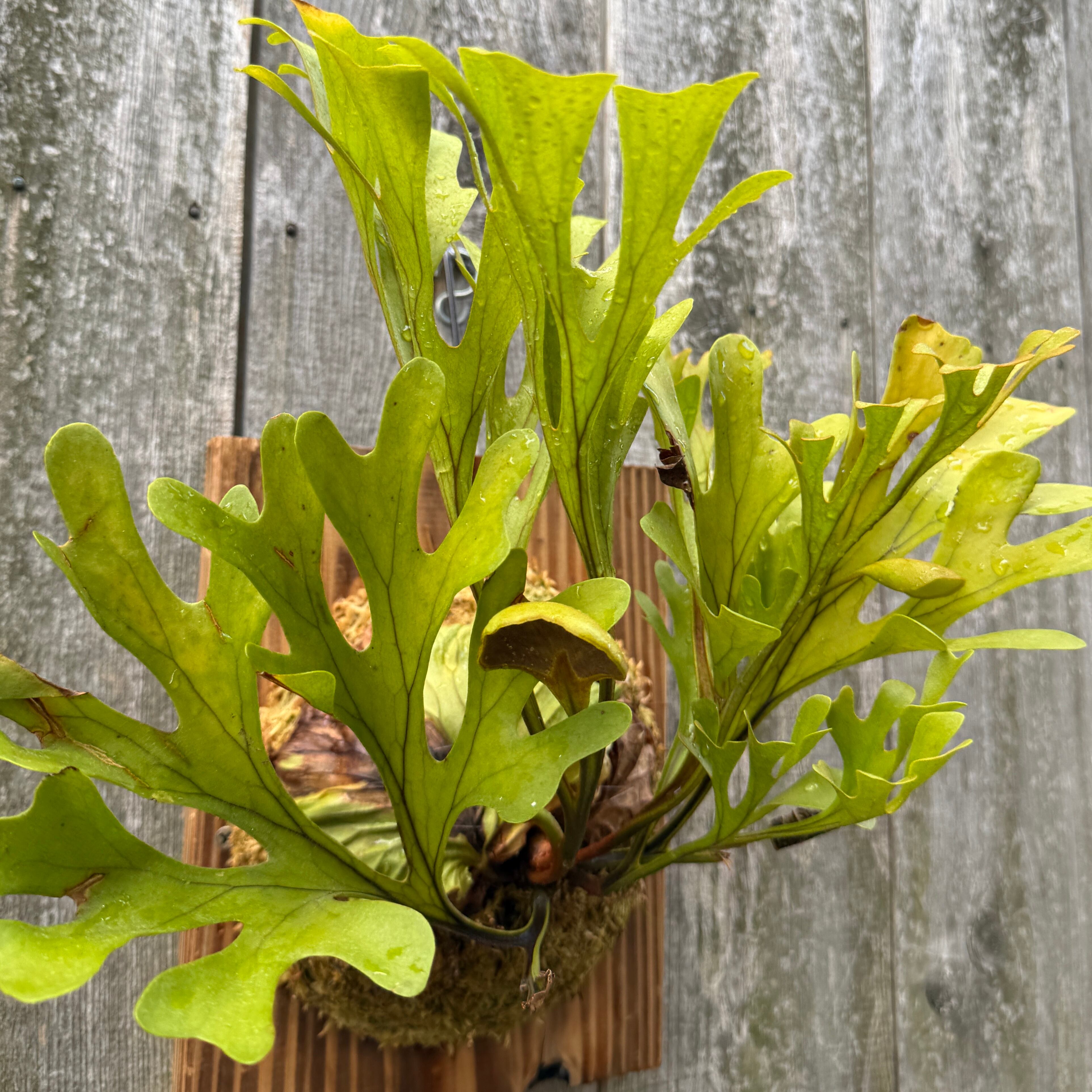 P.ridleyi wild | naturefix