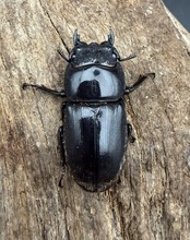 【WD】《スマトラオオヒラタ アチェ産 32.5mm ♀単》