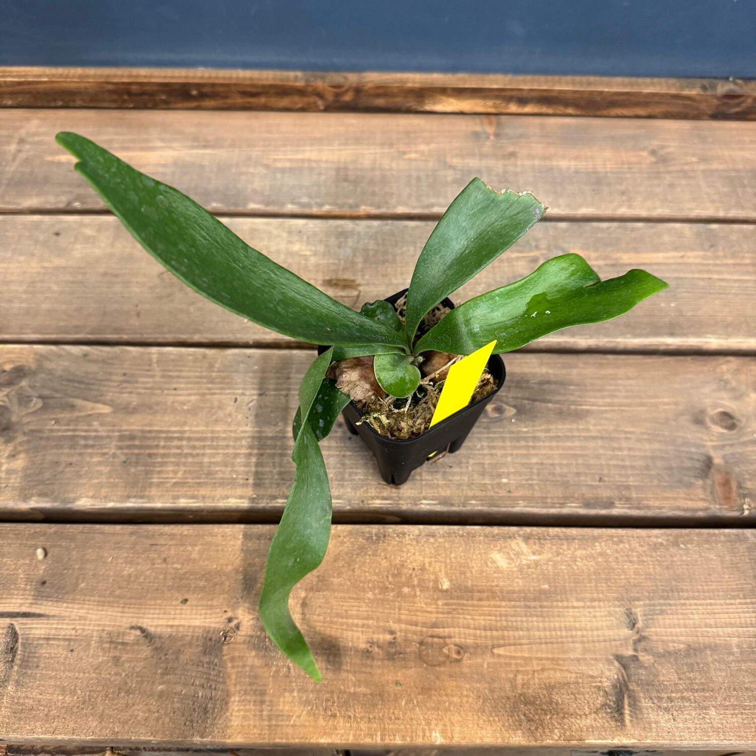 ビカクシダ Platycerium Moose(hillii × alcicorne)【357