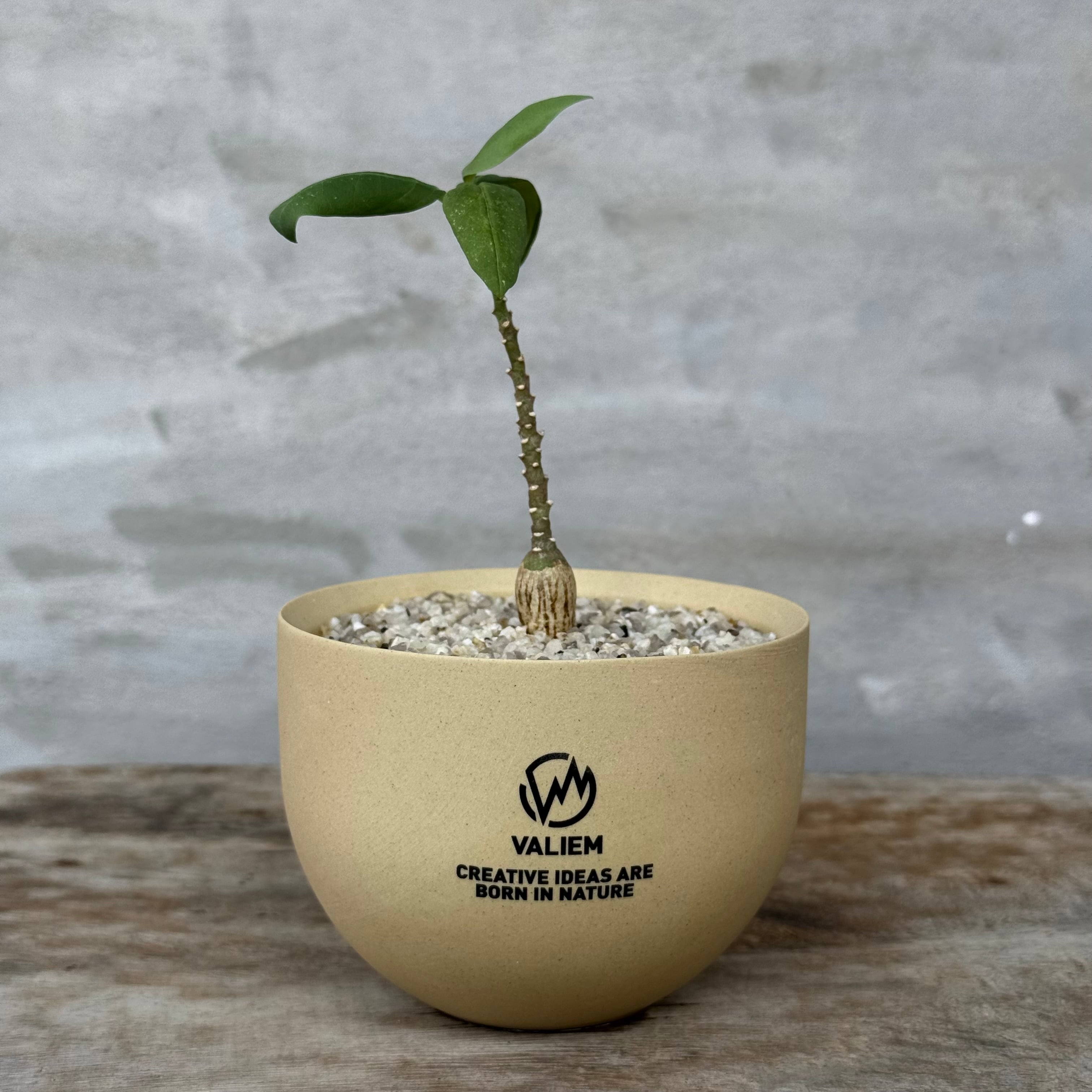 A-PLANTS