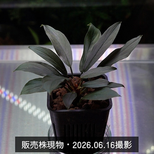 ホマロメナsp.“濡烏” Homalomena【LA0518-02】No-002