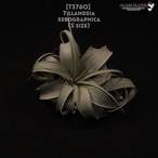 【送料無料】xerographica S〔エアプランツ〕現品発送T3760