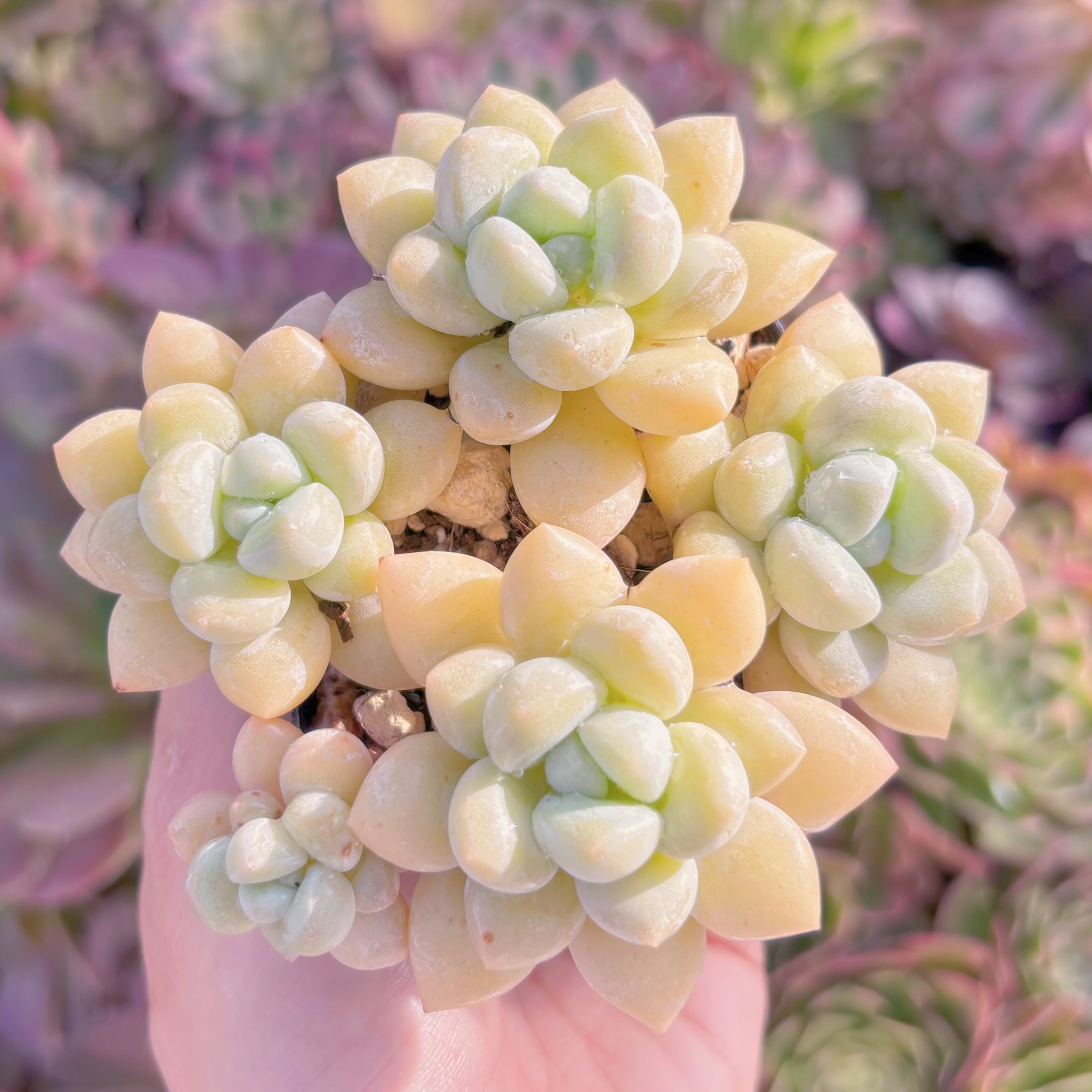 現品　チューインガム#686　るる農園