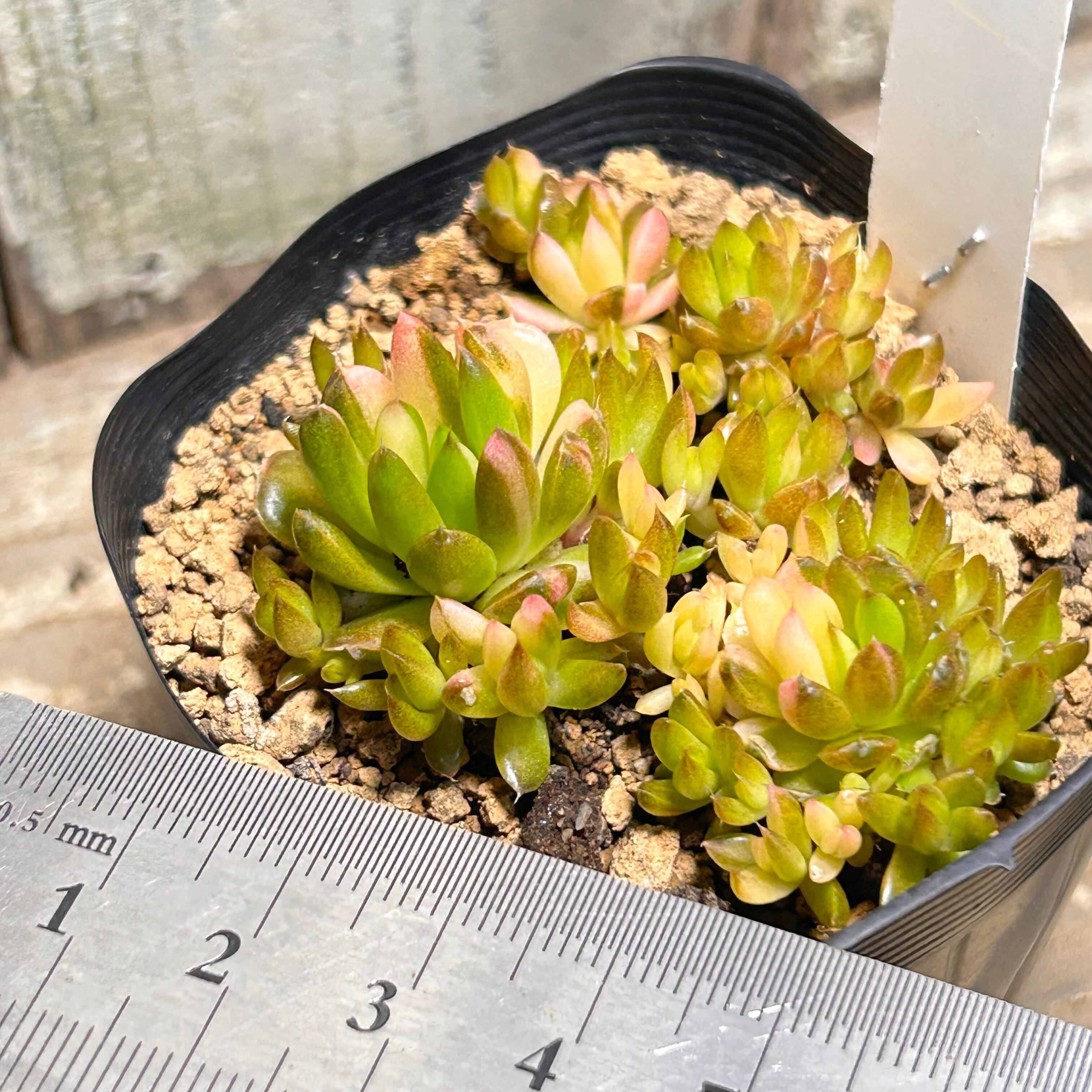 爪蓮華錦 | RuPo 多肉植物専門店