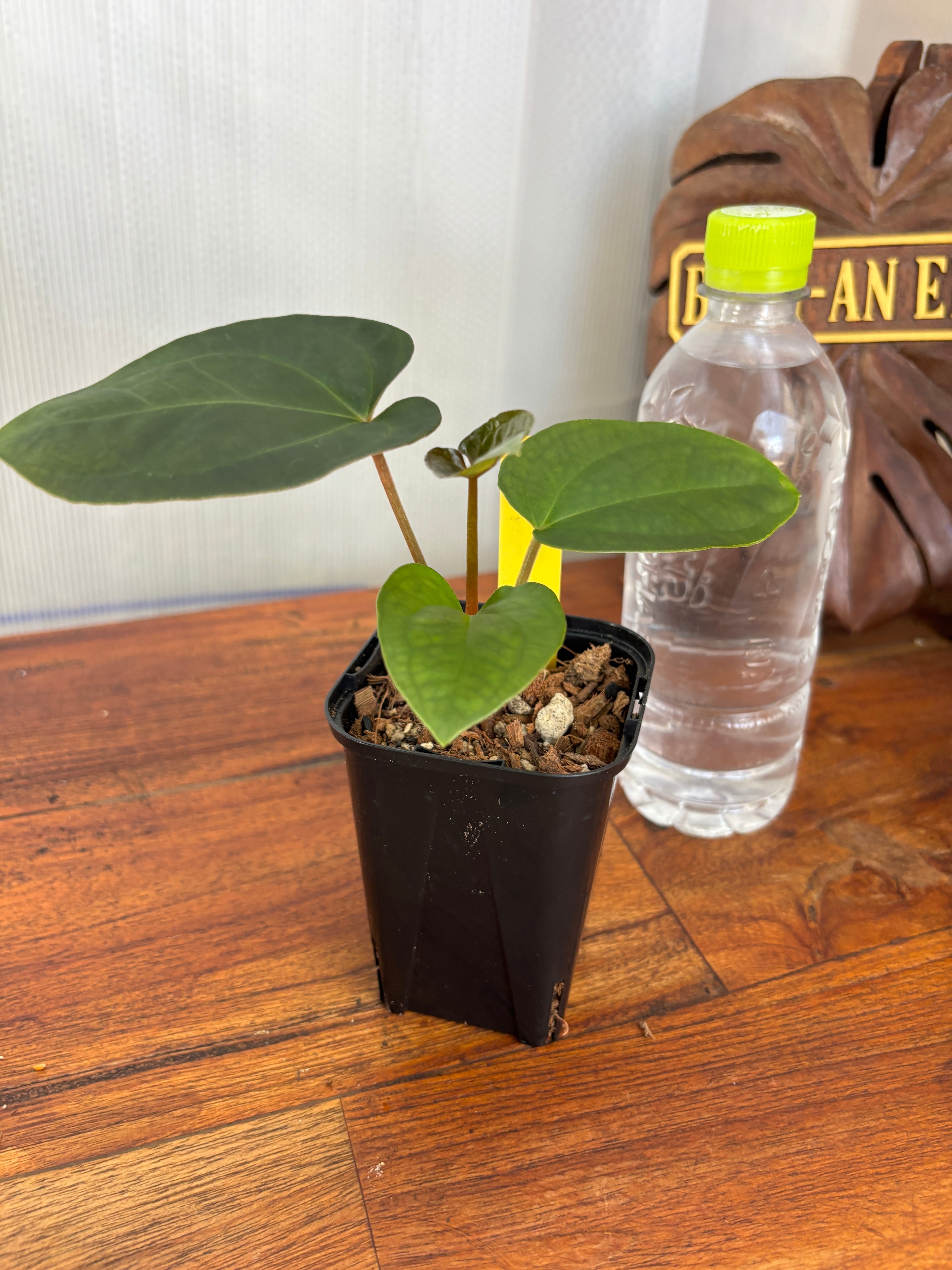 Anthurium | BALI-AN 園芸