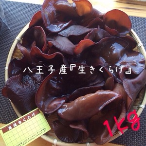 生きくらげ(黒) 1kg