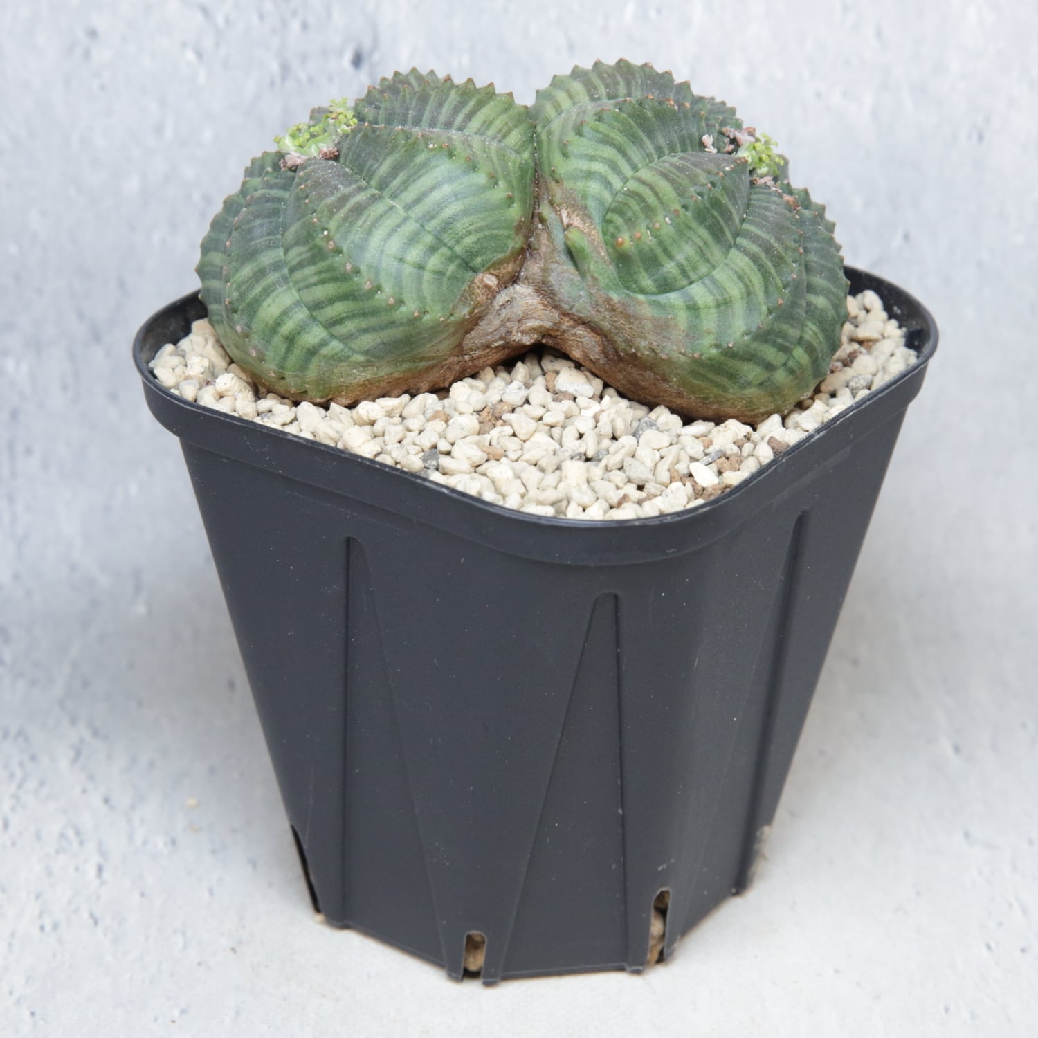 メス株 大株 約9cm ダブルヘッド オベサ / 良形株 木質化