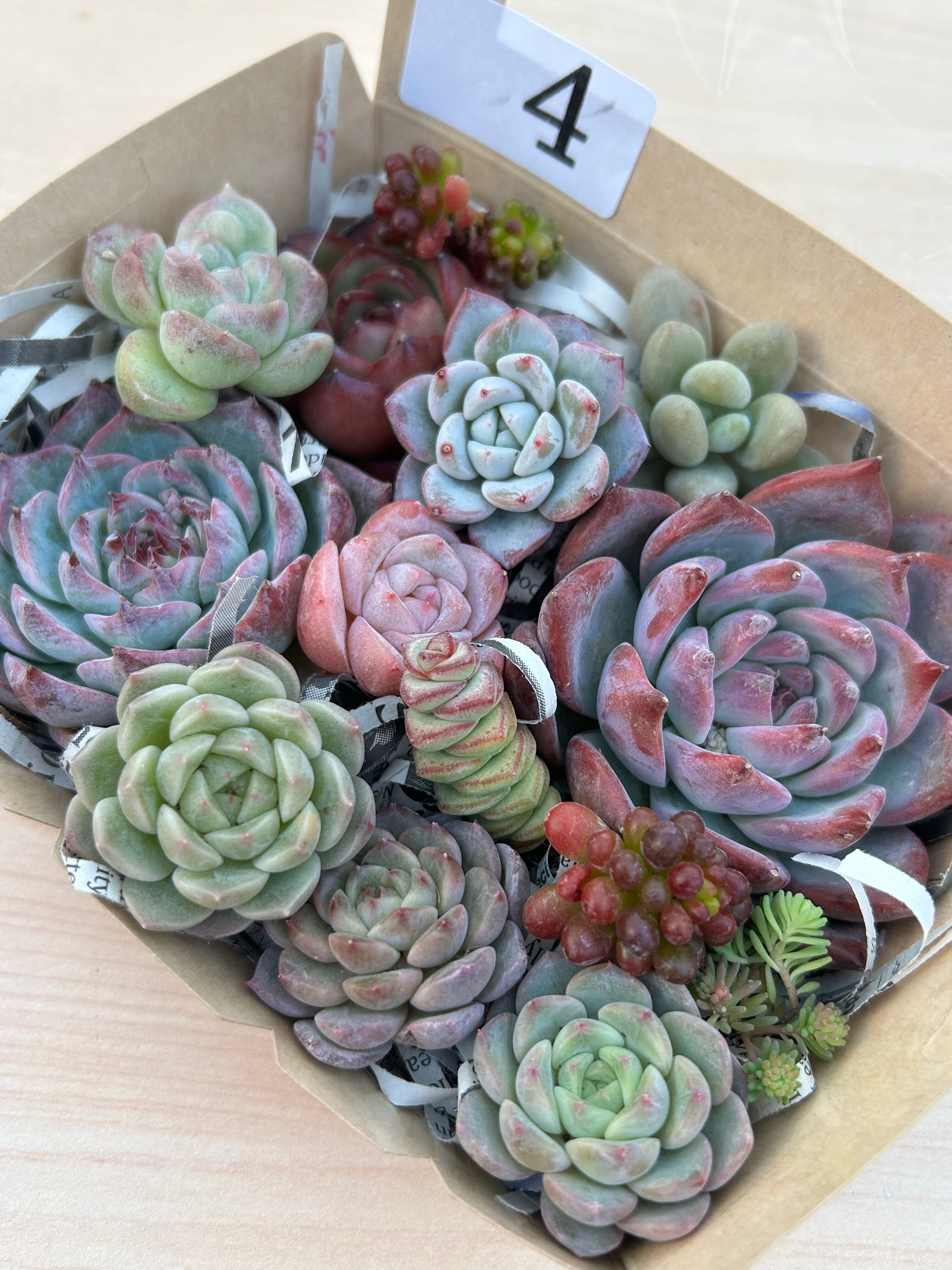 多肉植物 | 多肉植物食堂