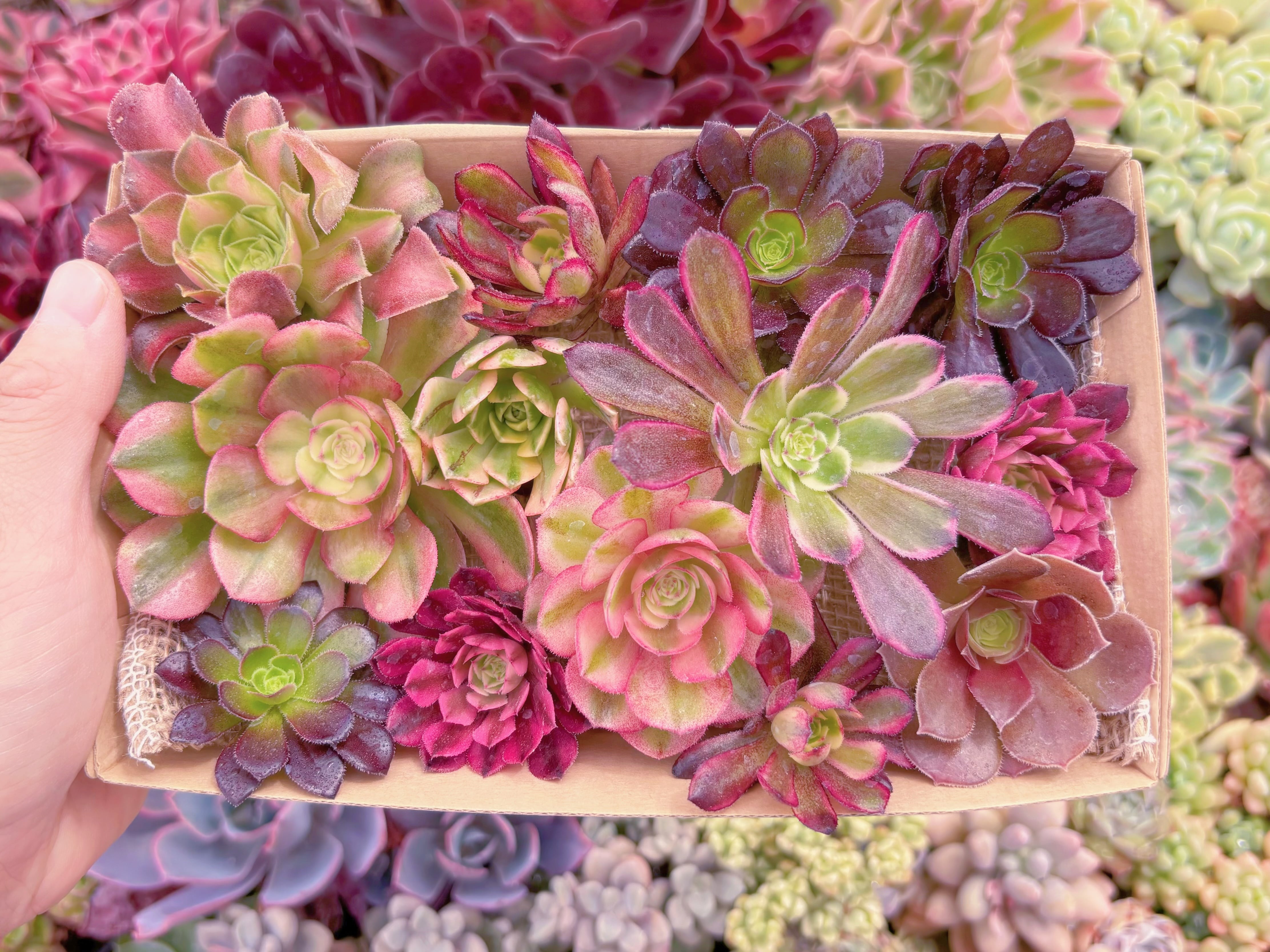 現品　寄せ植えセット#2002　12cmx20cm　るる農園