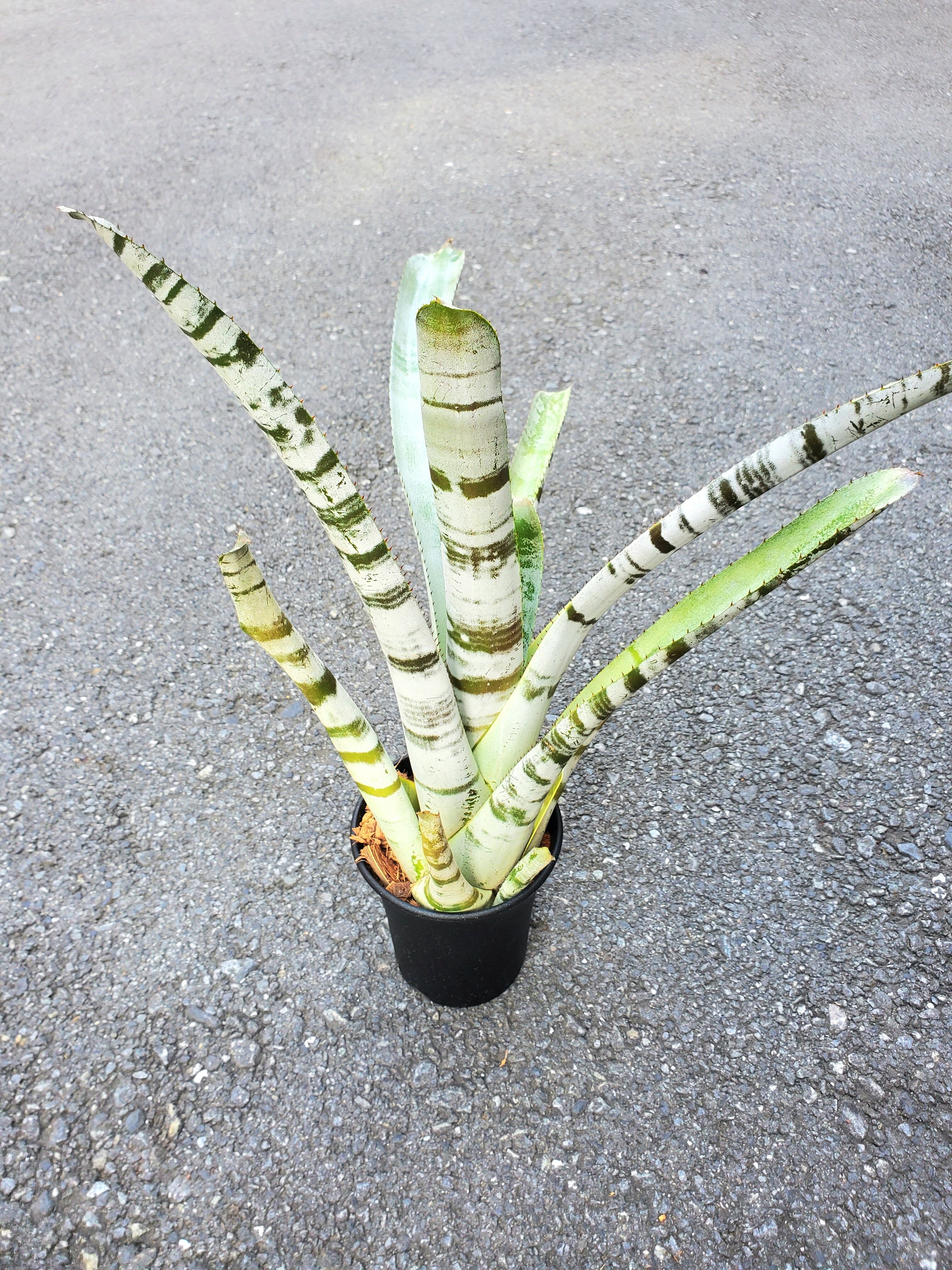 Aechmea Zebrina Surprise【artPLANTs】エクメア/タンク Aechmea Zebrina Surprise【artPLANTs】エクメア/タンク