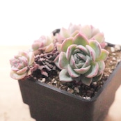 抜き苗 ササ Echeveria 'Sasa Queen'