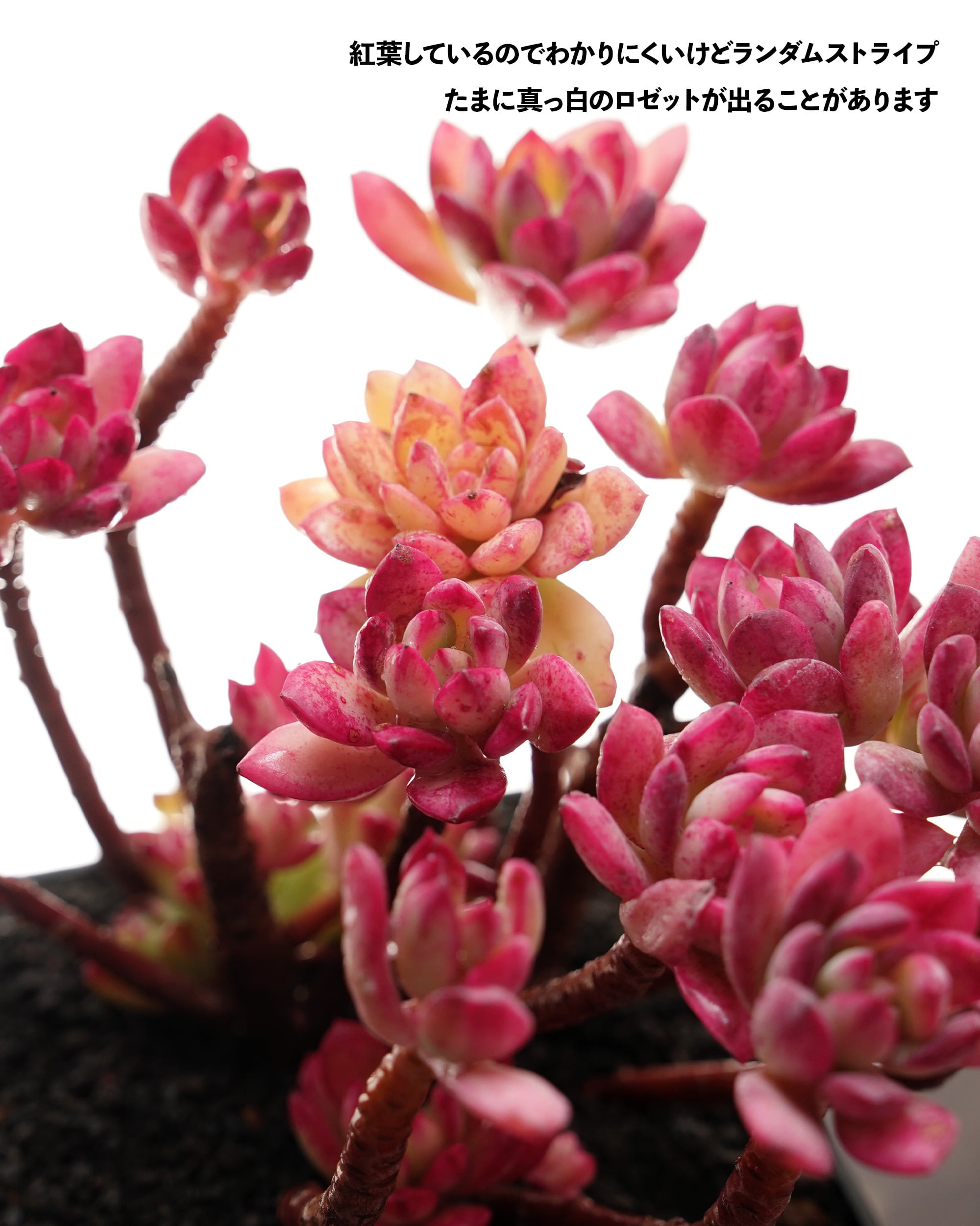 抜き苗 マクドガリー錦 （ミニベル錦） Echeveria macdougallii f