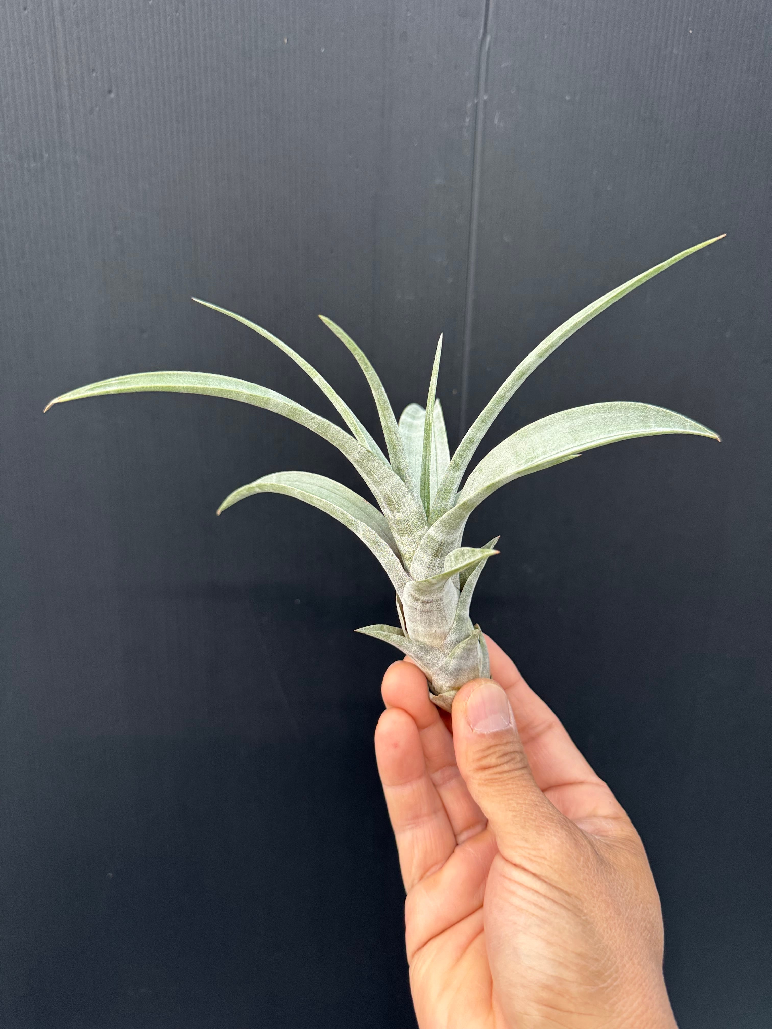 エアプランツ-ティランジア | クルール プランツ couleur plants