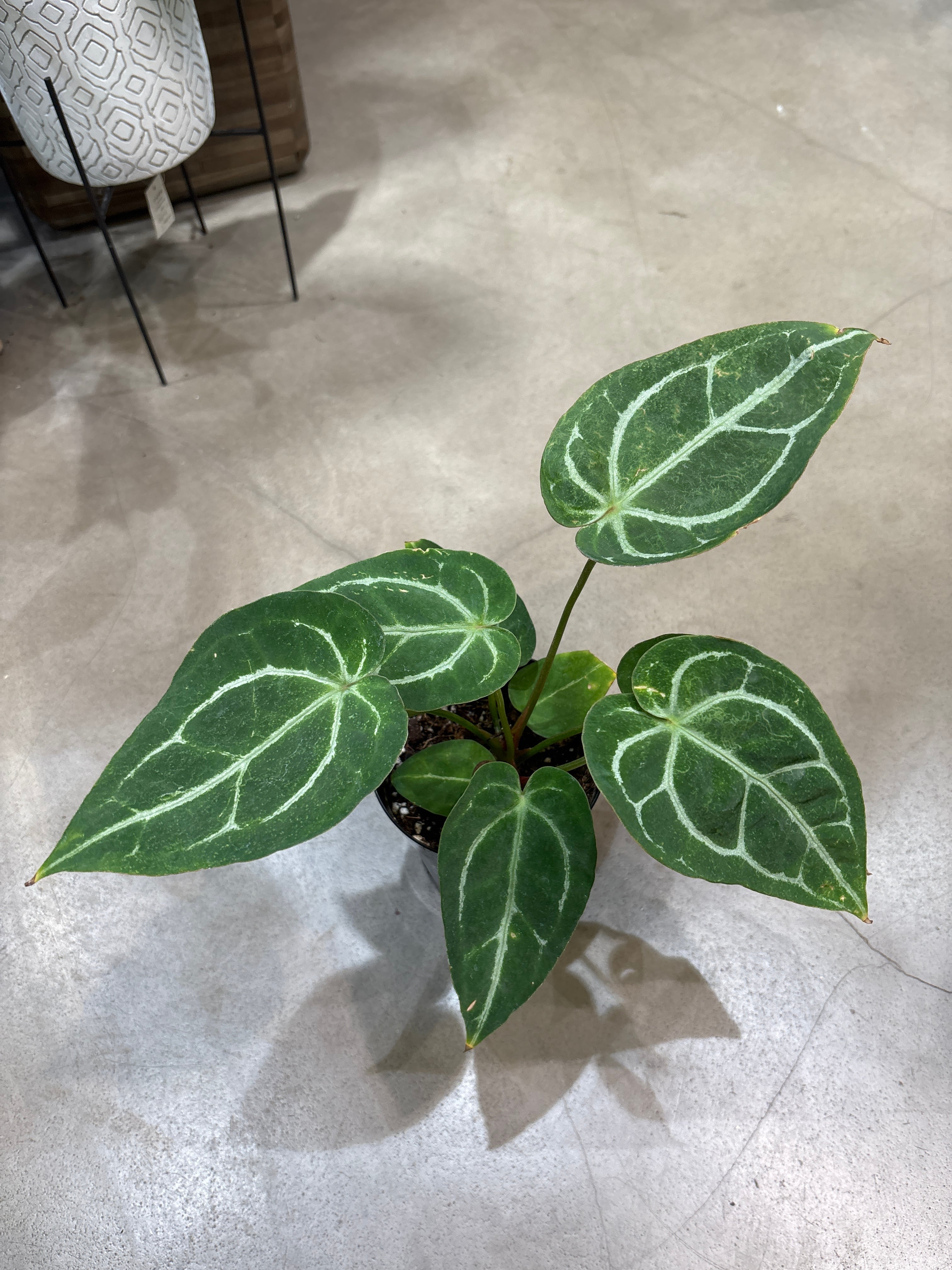 アンスリウム マグニフィカム×ブラッククリスタル | Pay ID