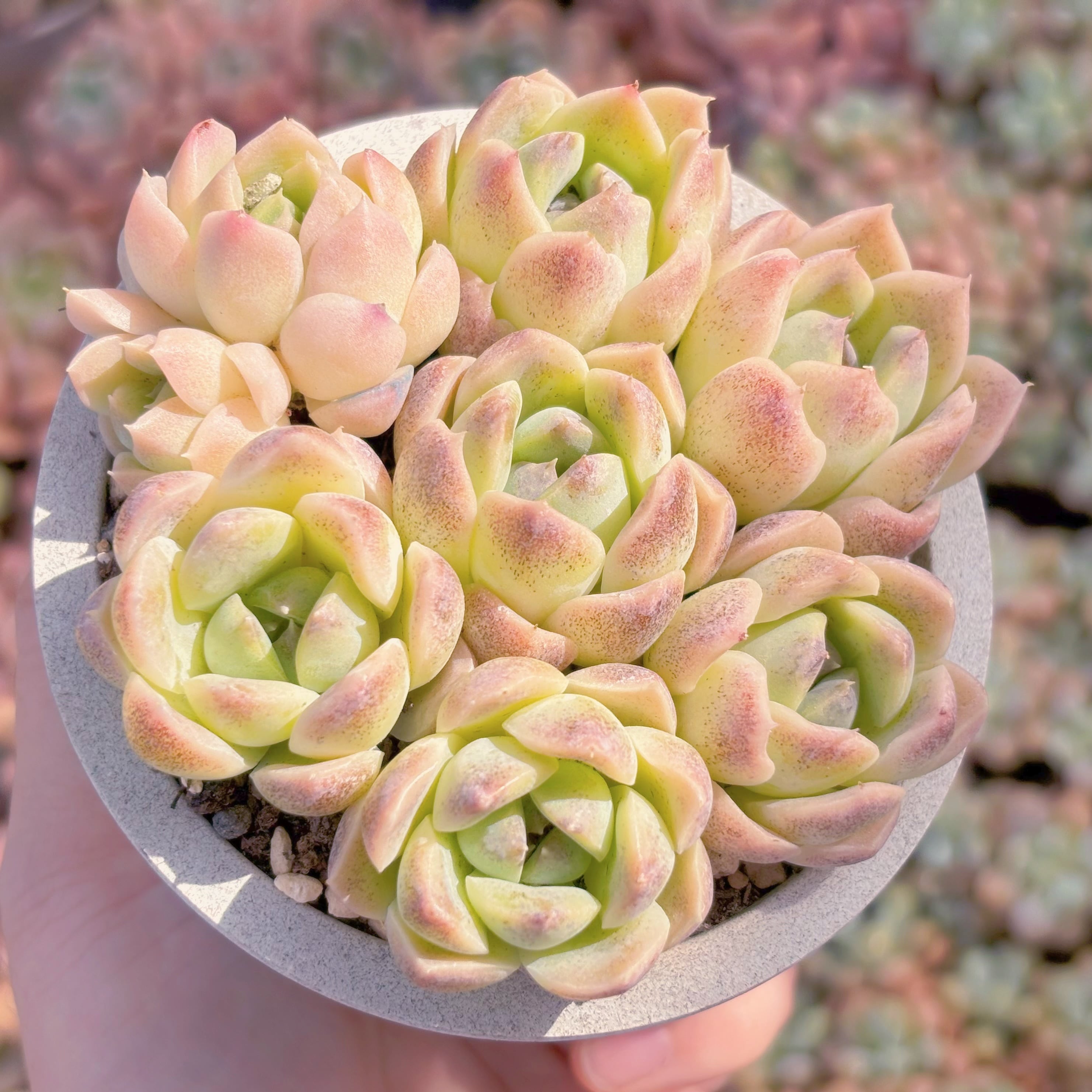 多肉植物　紫晶(7苗)　新入荷　るる農園