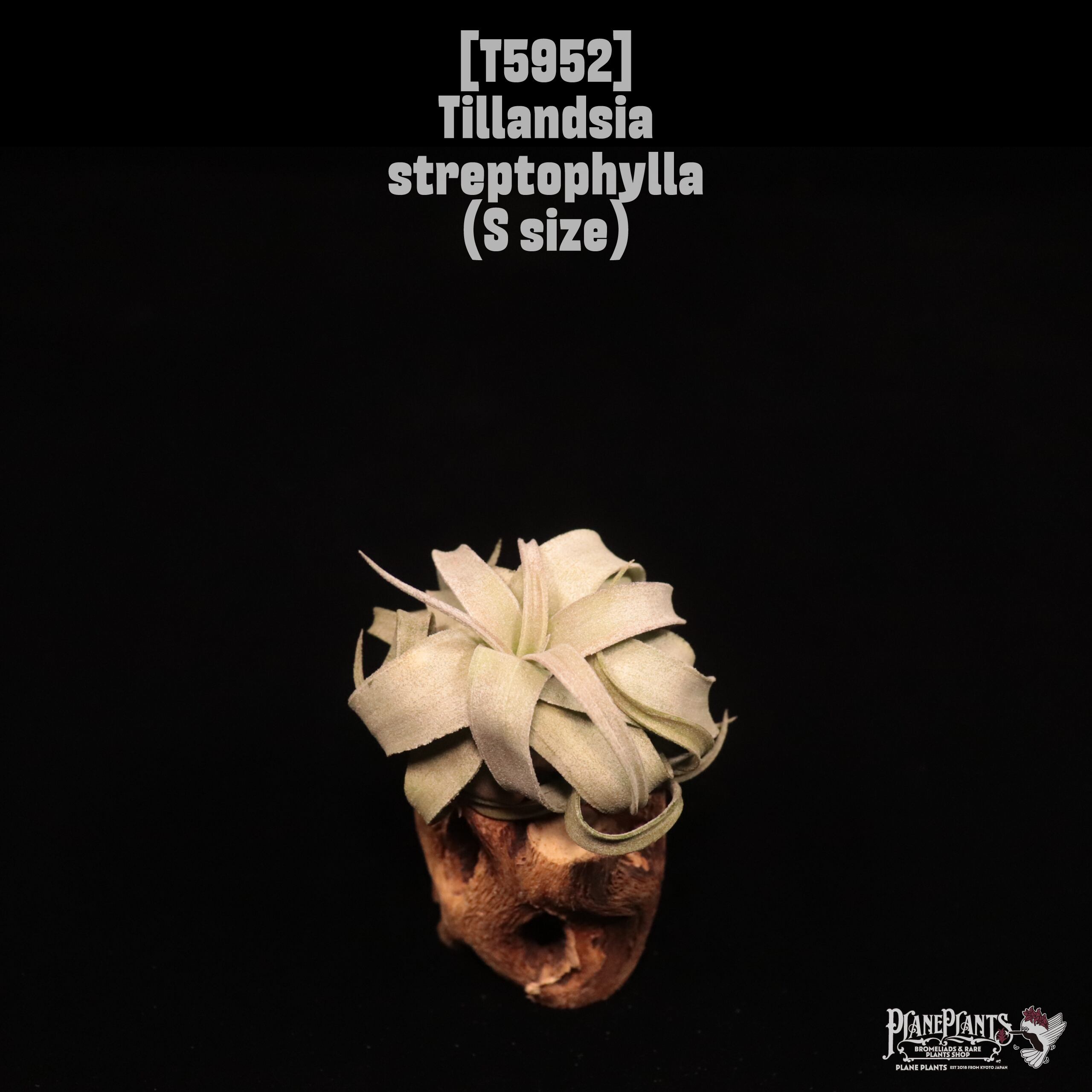 Tillandsia streptophylla S〔ティランジア〕T5952