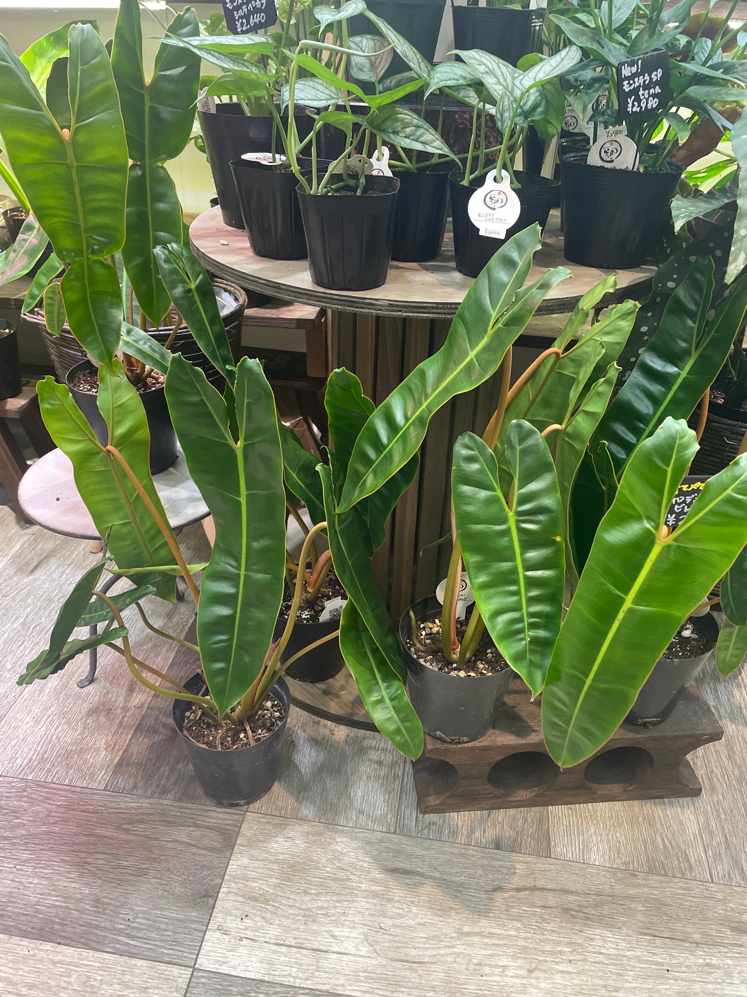 フィロデンドロン・ビレッティア 超絶希少❗️サイズ大