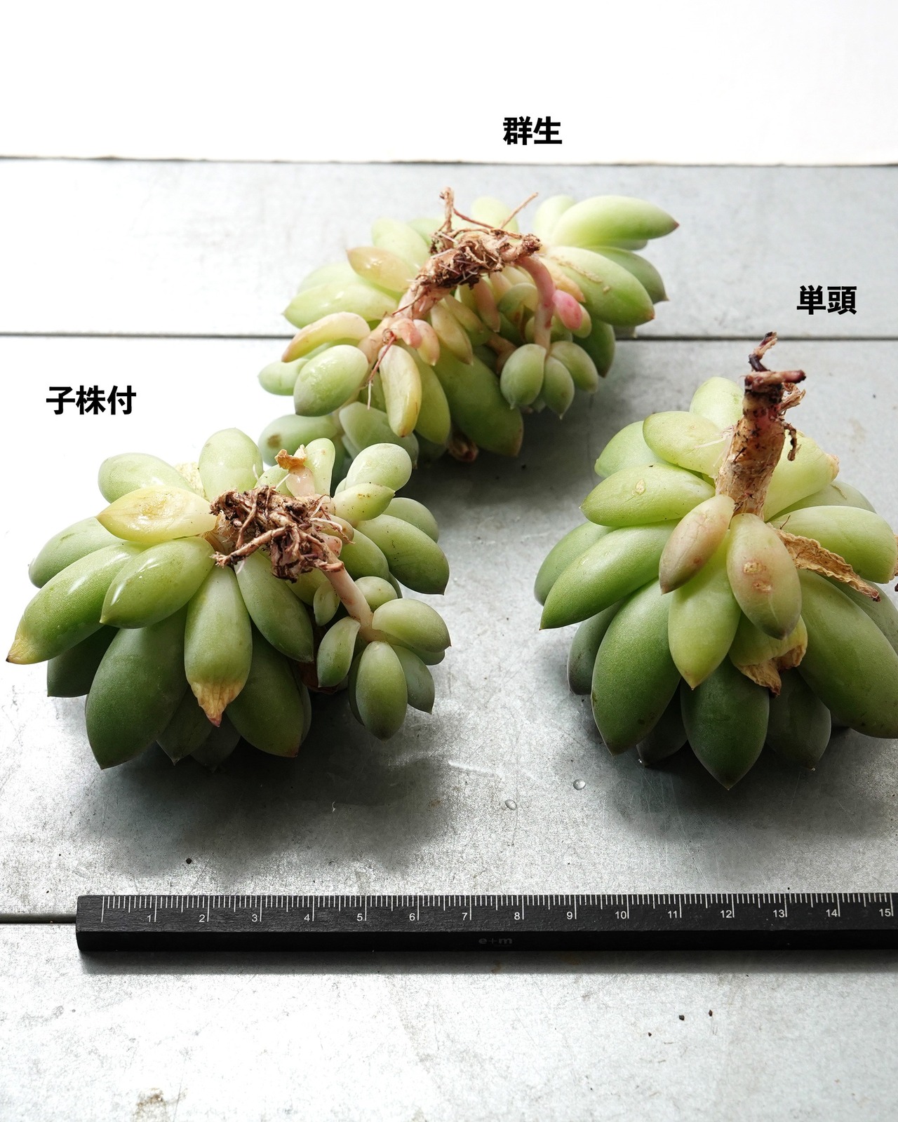 一部発根済カット苗 天使の翼 L Echeveria 'Angel’s Wings'