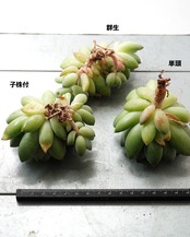 一部発根済カット苗 天使の翼 L Echeveria 'Angel’s Wings'