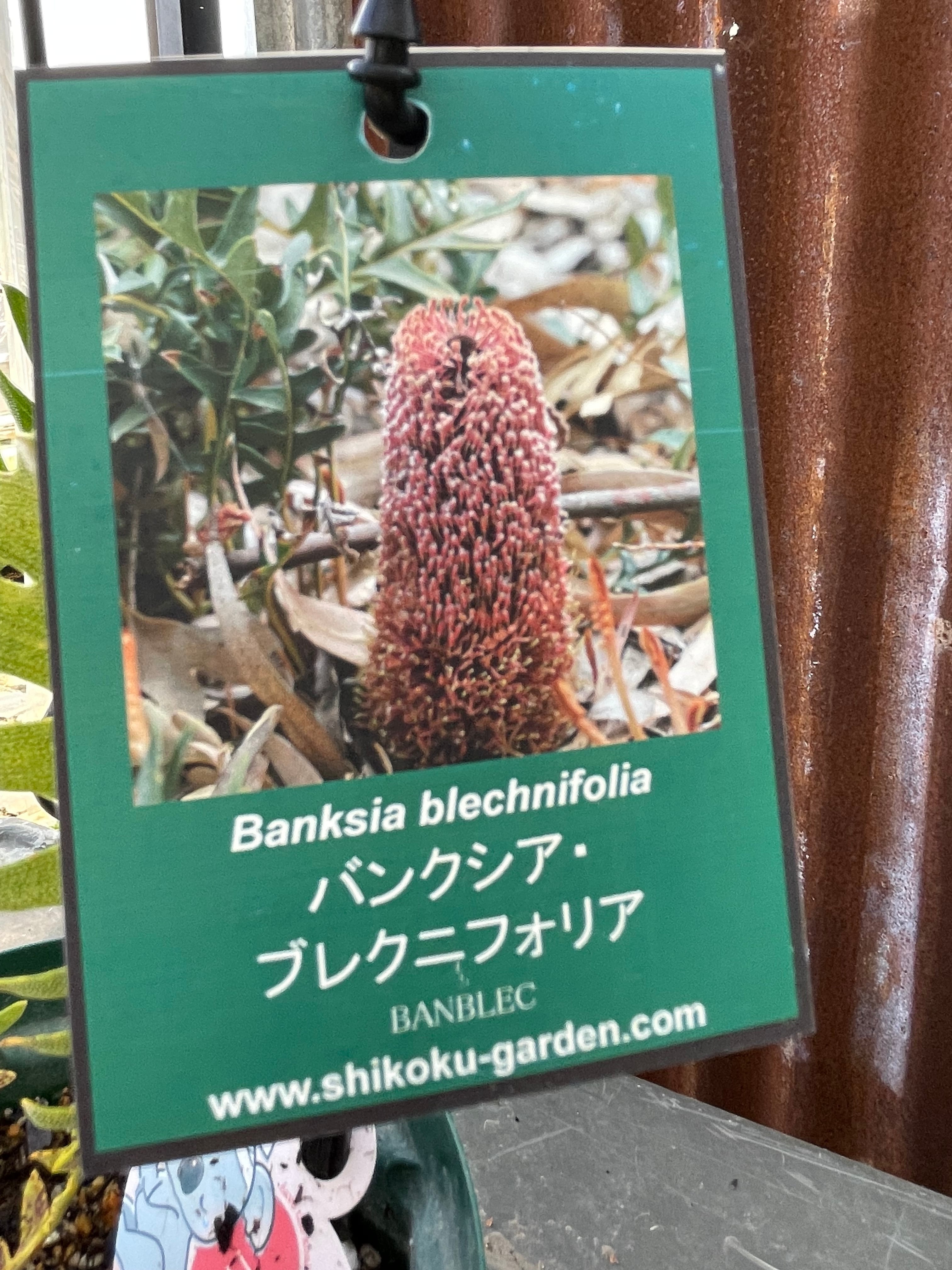 バンクシア ブレクニフォリア⑩ | 沼ノ上農園