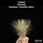 【reserved】funckiana × ionantha 'Rubra'〔エアプランツ〕現品発送T5553