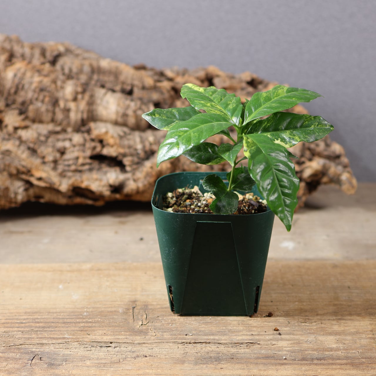 美株！斑入り コーヒーの木 観葉植物 915『斑入り コーヒーの木』観葉植物 一点もの【送料無料】 | MARX