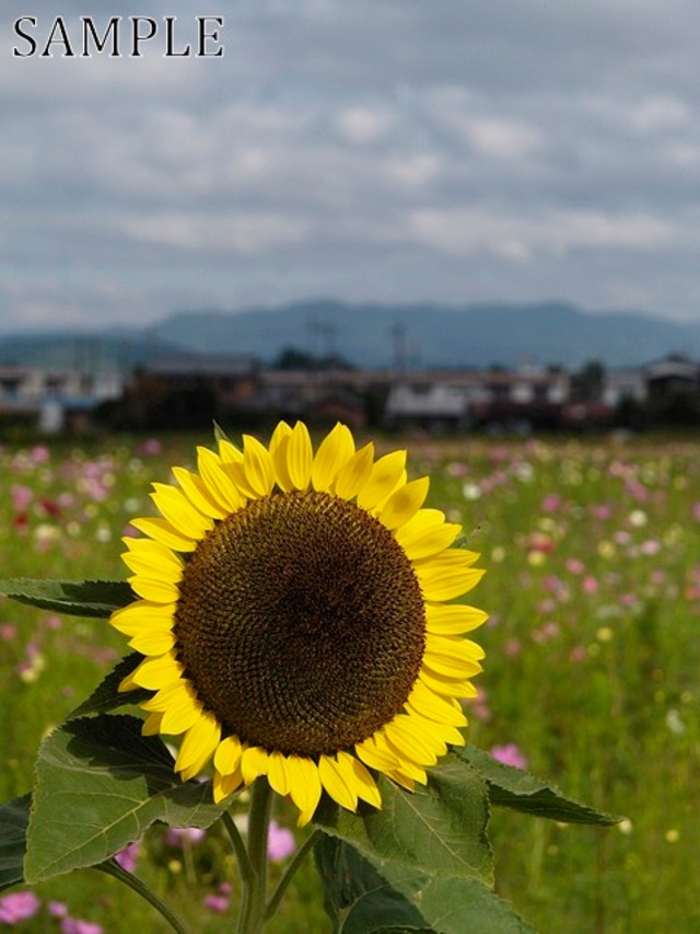 三田　ひまわりと秋桜　JPEG