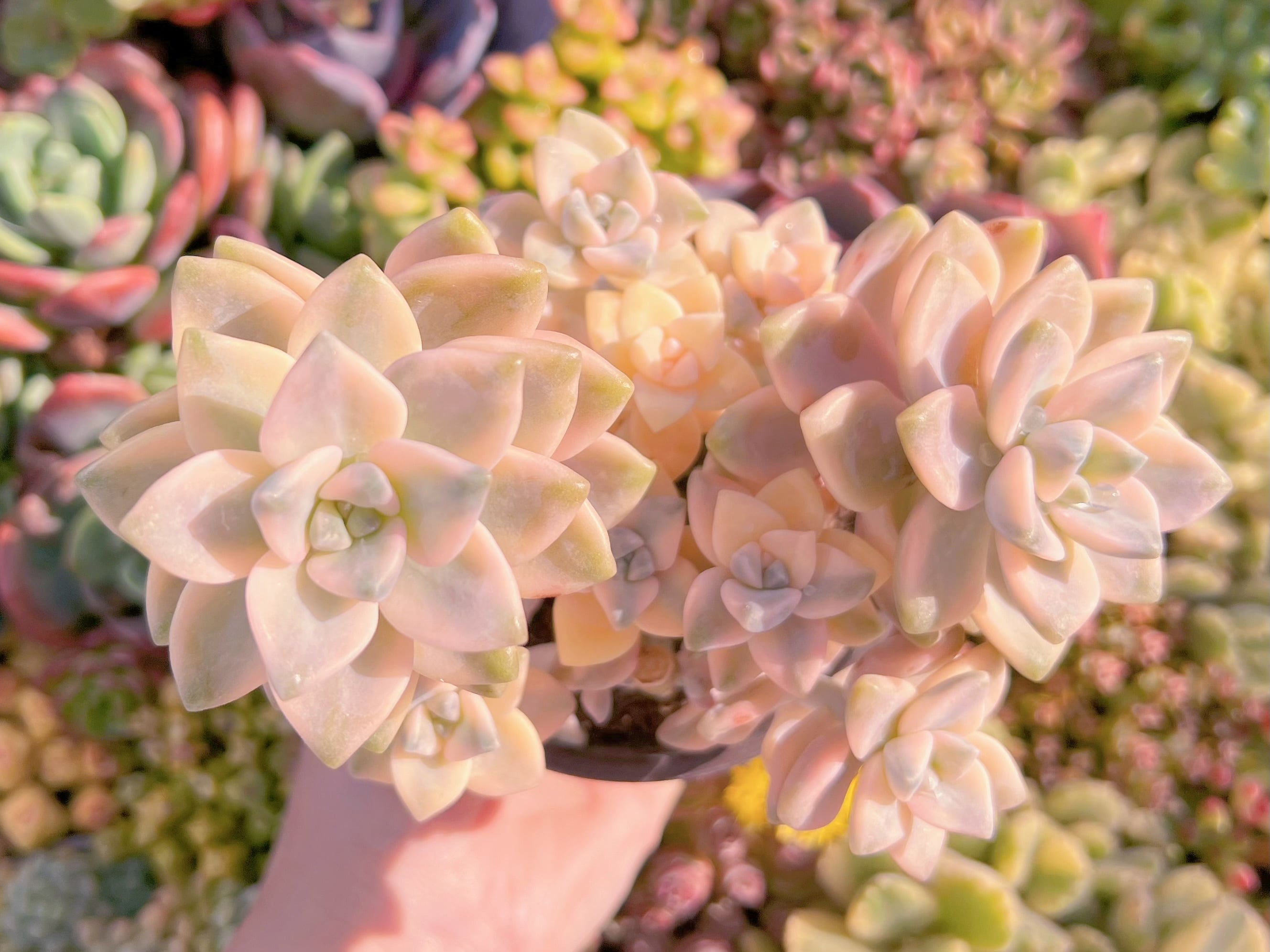 現品　杏子美人錦#F074　大苗　るる農園